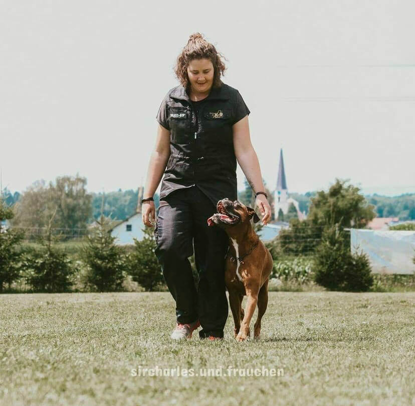 Halsband oder Geschirr - was ist besser?