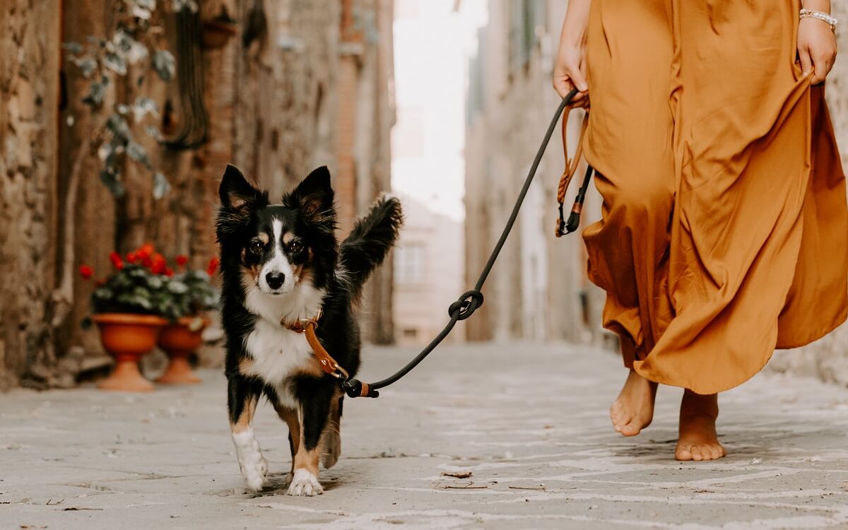 Leinenführigkeit trainieren: Anleitung & Tipps – Pawsome Hundeblog
