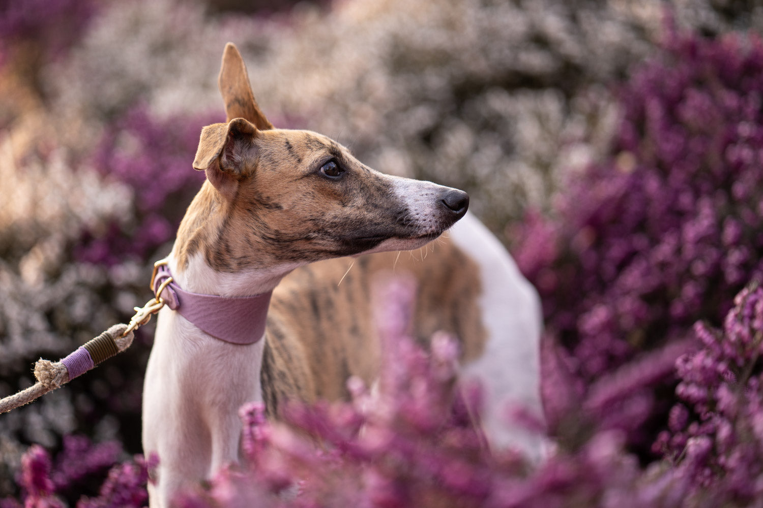 Eine Liebeserklärung an Windhunde