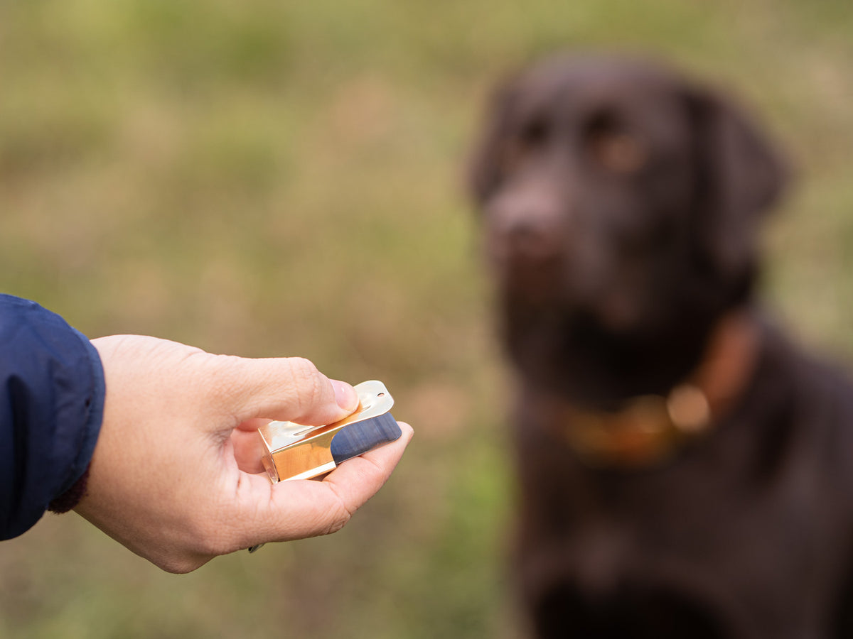 Clickertraining für Hunde: Tipps & Anleitung in 4 einfachen Schritten – Pawsome Hundeblog