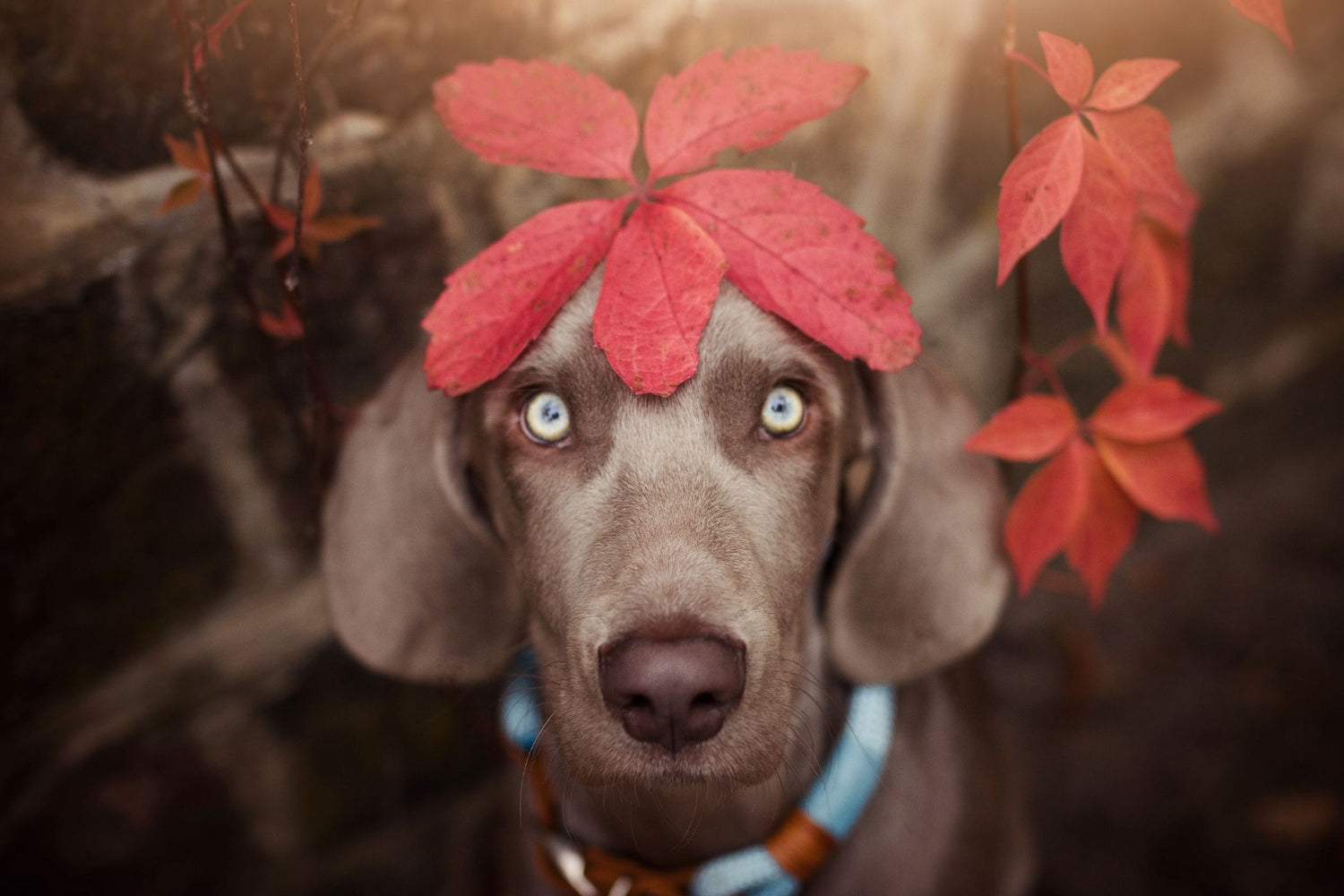 Diese bild zeigt einen Weimaraner und ist Teil von dem Blogbeitrag 'Musst du deinen Jagdhund jagdlich ausbilden und auslasten?'