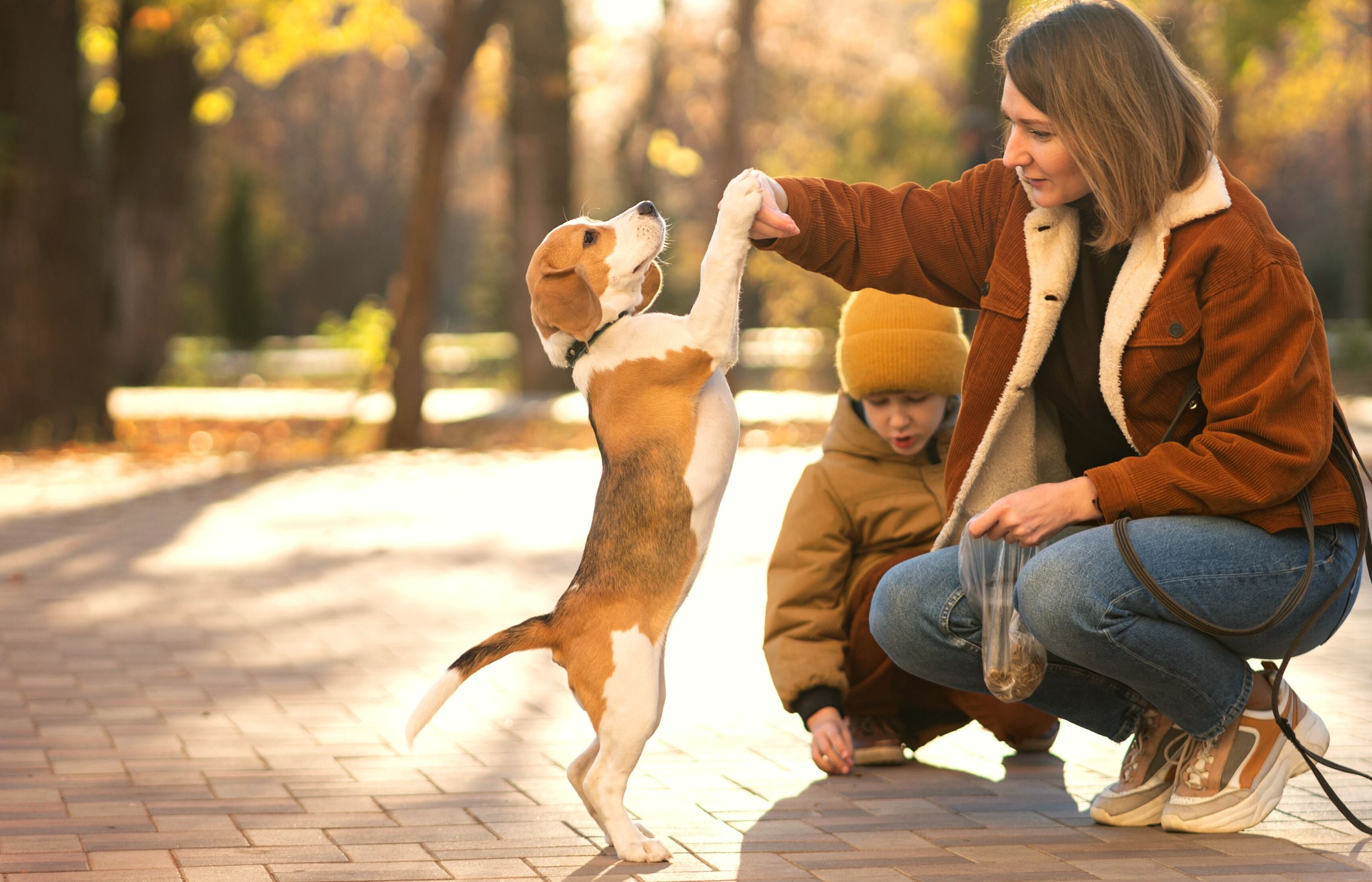 Anfängerhund: Ein umfassender Guide für deinen ersten Hund