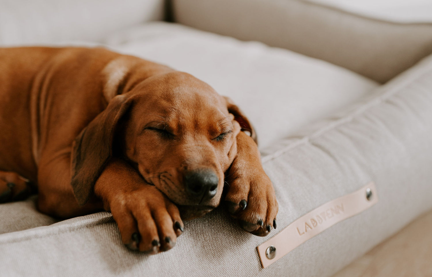 Halsband für Welpen: Warum es zur Grundausstattung gehört