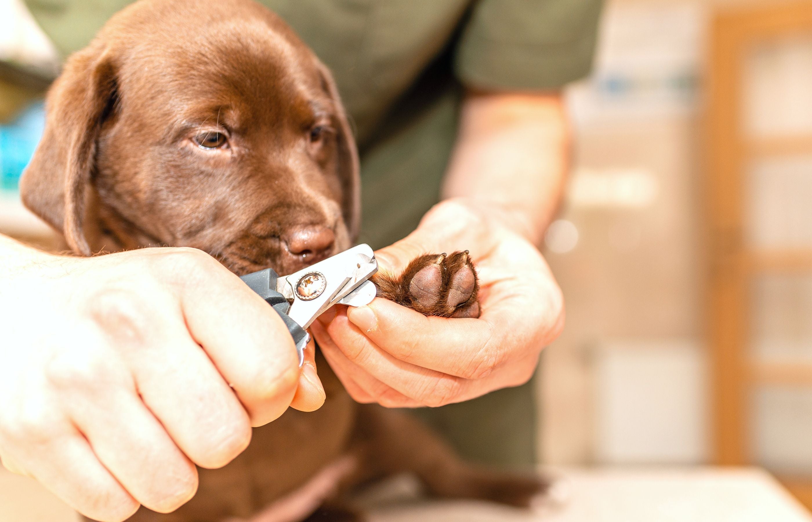 Krallen schneiden beim Hund - eine Anleitung