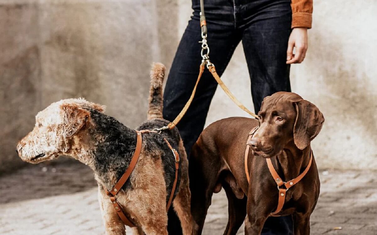 Mit zwei oder mehreren Hunden Gassi gehen: Tipps & Gadget ohne Verheddern! – Pawsome Hundeblog