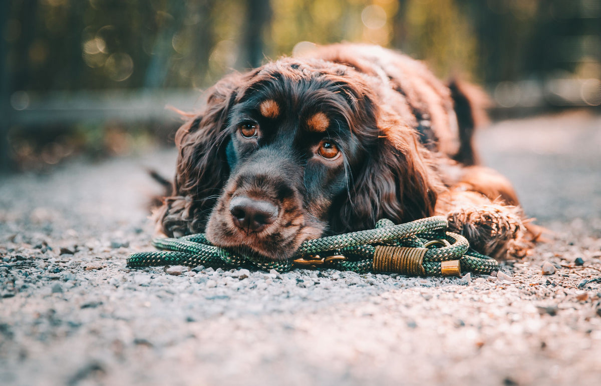 English Cocker Spaniel - Vielseitiger Jagd- und Familienhund – Pawsome Hundeblog