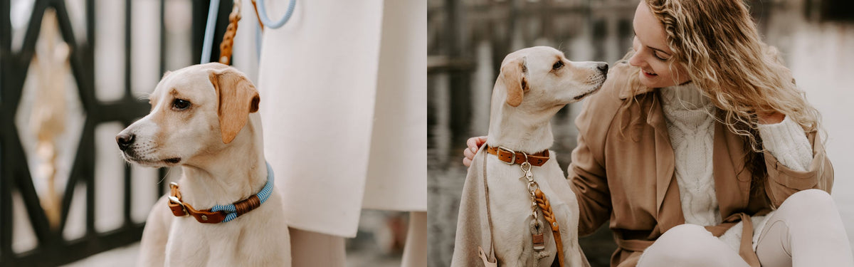 Hundehalsbänder nach Maß aus Leder, Tau und Biothane – Pawsome Hundezubehör aus der Wiener Manufaktur