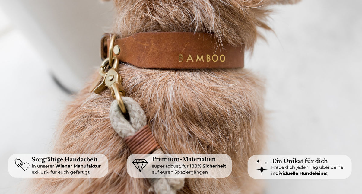 Bestseller von Pawsome Hundezubehör: Halsbänder, Leinen und Sets aus Wien