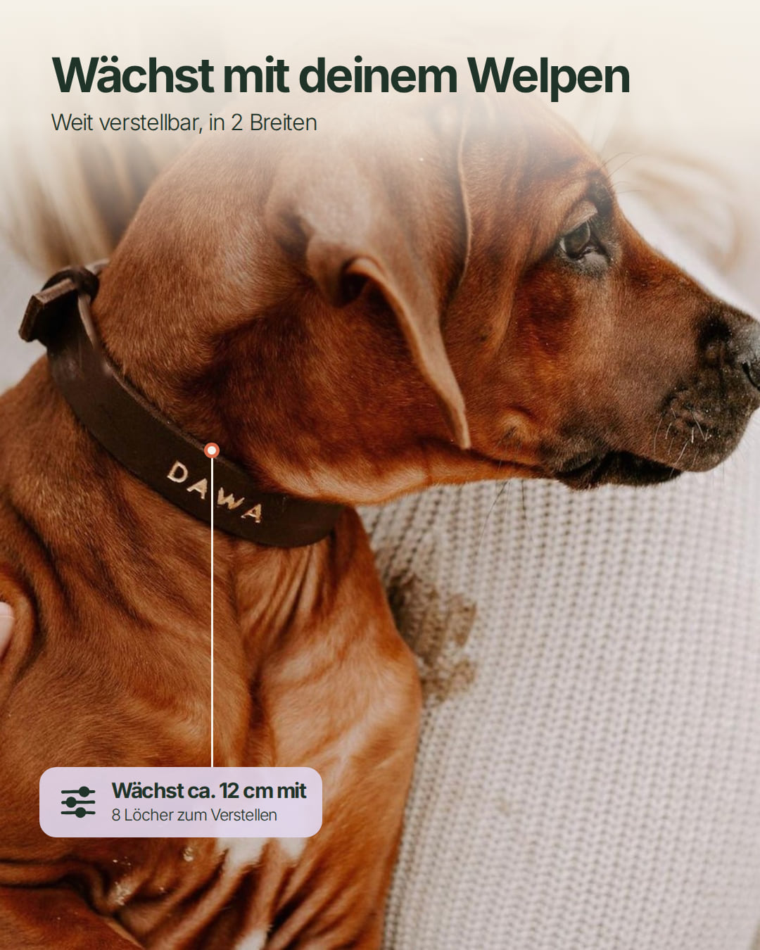 Welpen-Special: Set | Welpenhalsband & Tauleine inkl. 25% Gutschein
