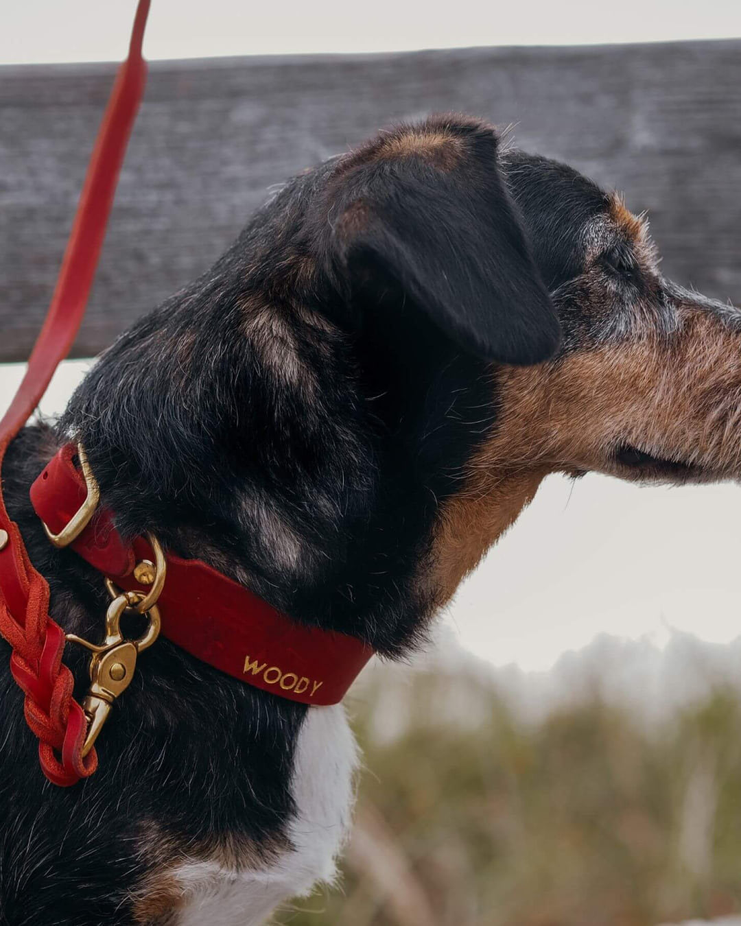 Hund mit Halsband und Hundeleine Bjarki in Chili