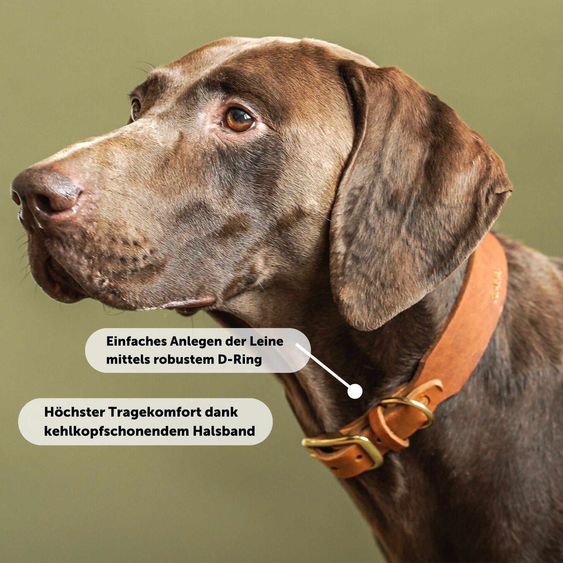 Bundle | Tauleine 'Forest Green' + Schleckmatte zur Beschäftigung (+ GRATIS Halsband mit Gravur)