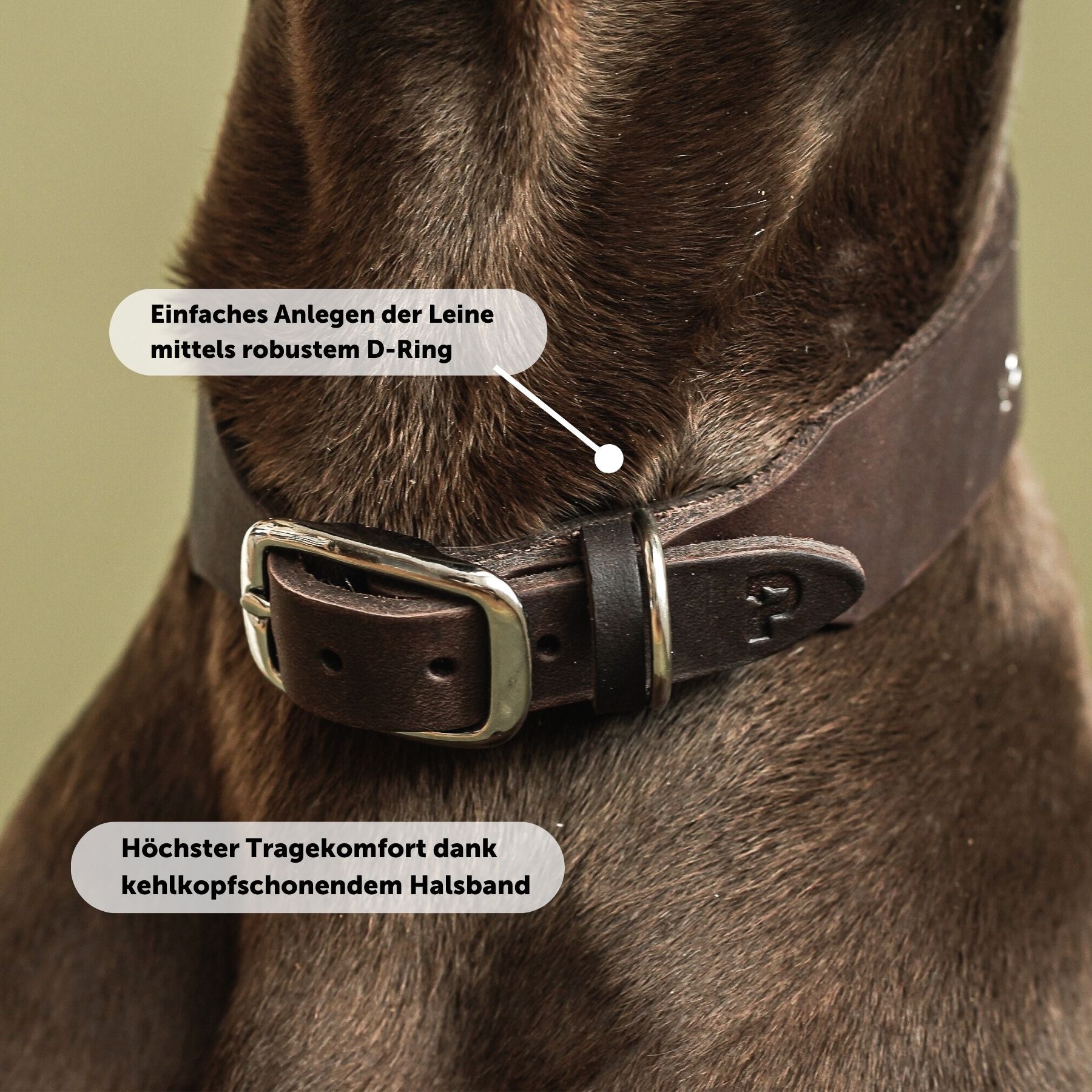 Personalisierbares Halsband mit Name | Kastanie