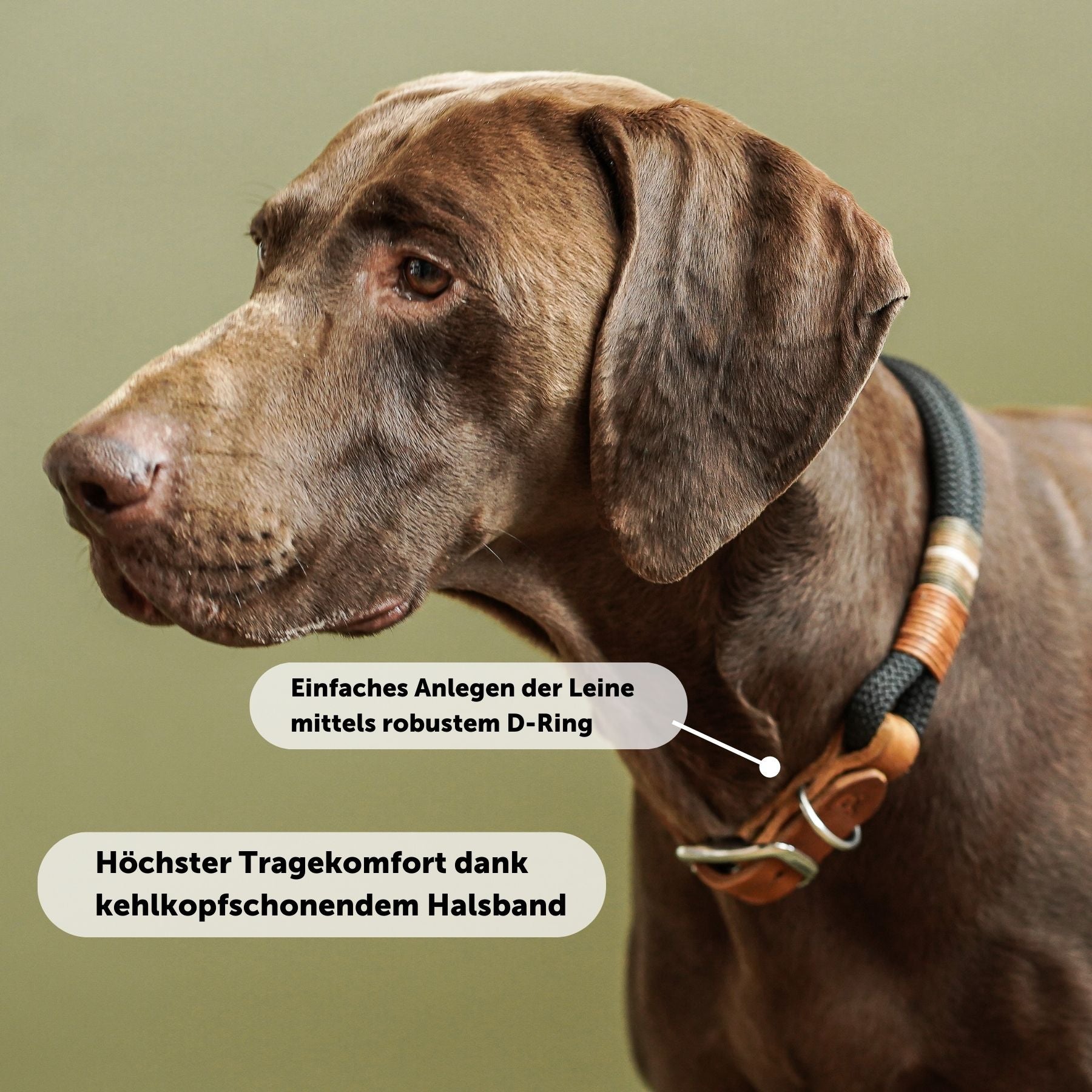 Tauhalsband 'Berlin'