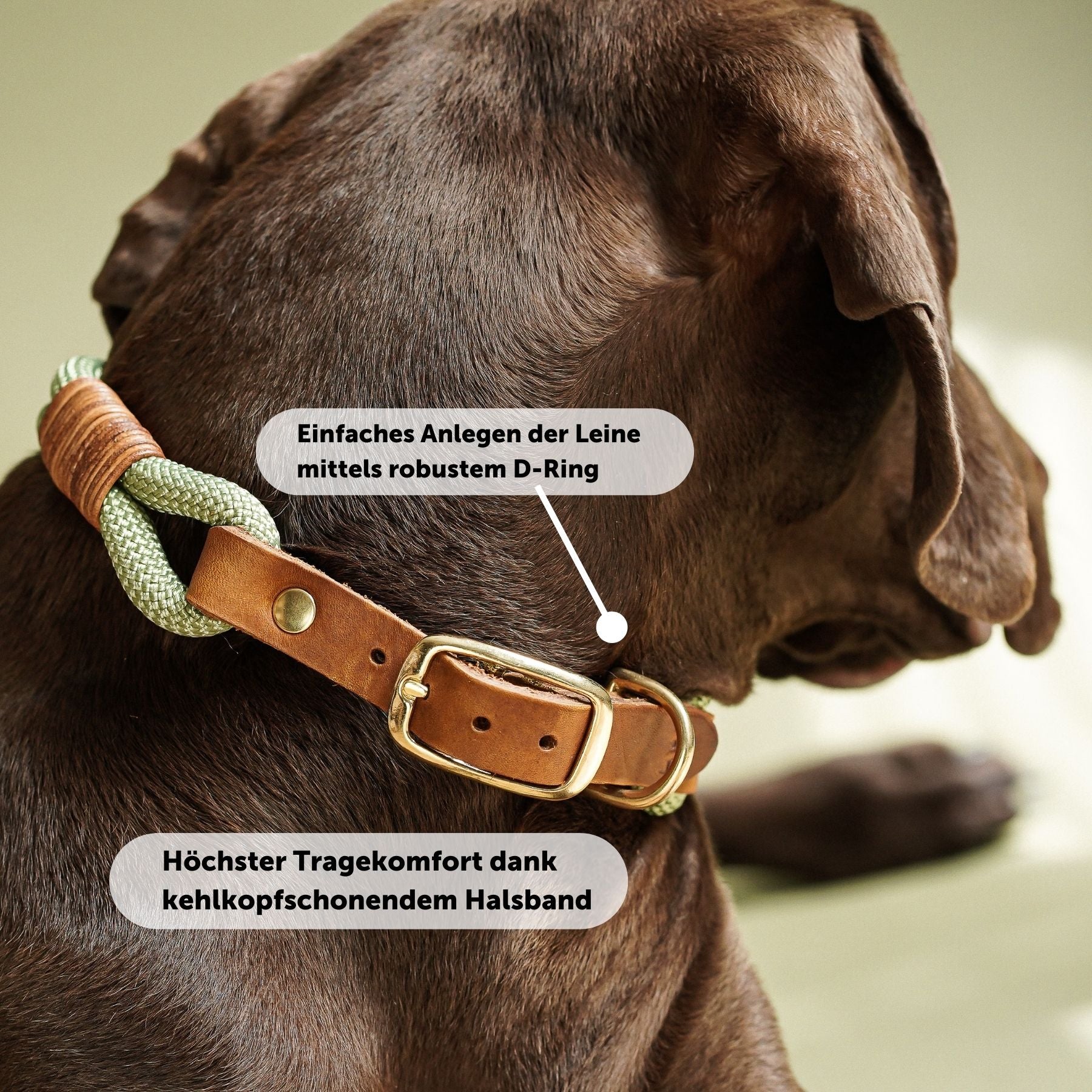 Set | Halsband & Leine 'Cleo'