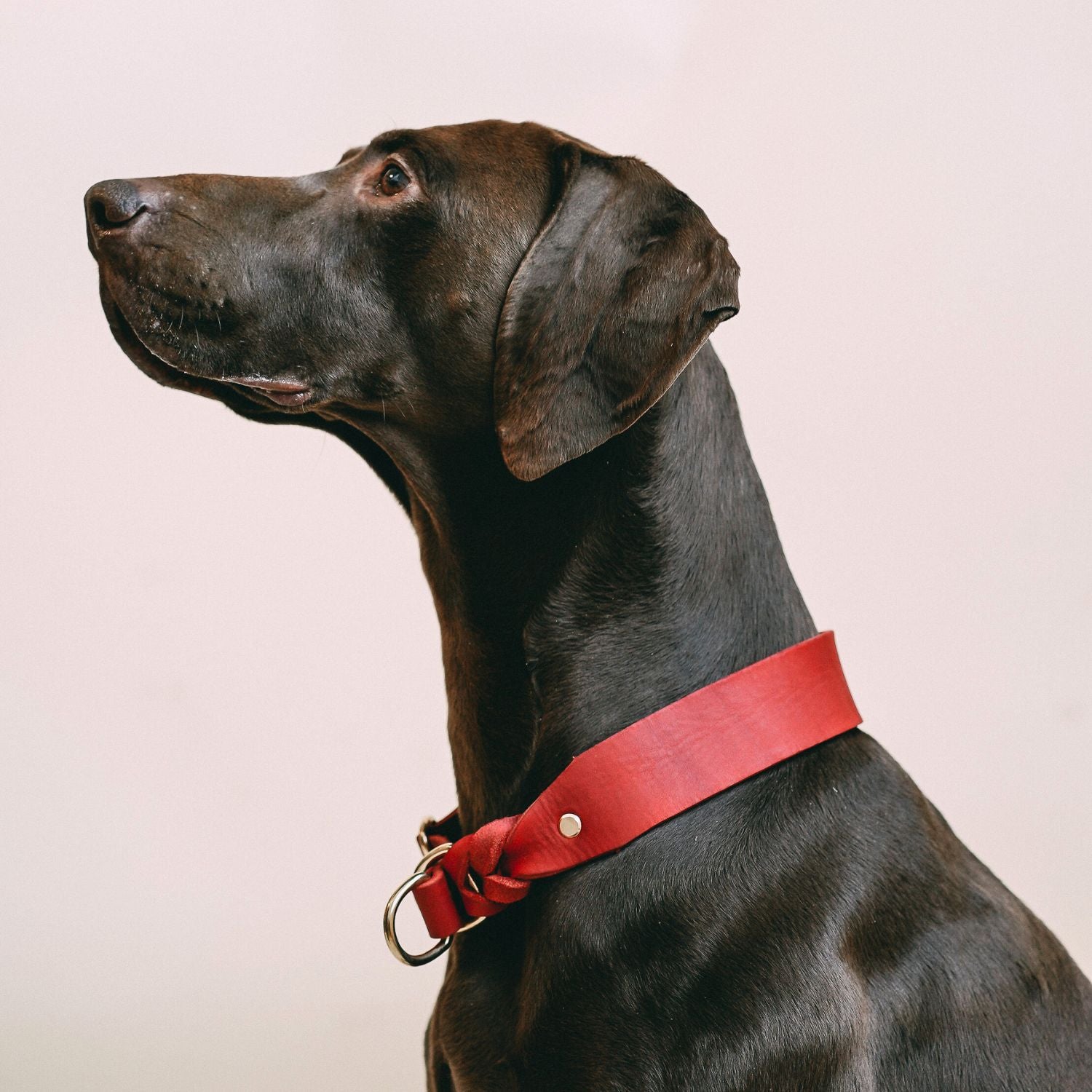 Zugstopp-Halsband aus Fettleder 'Chili'