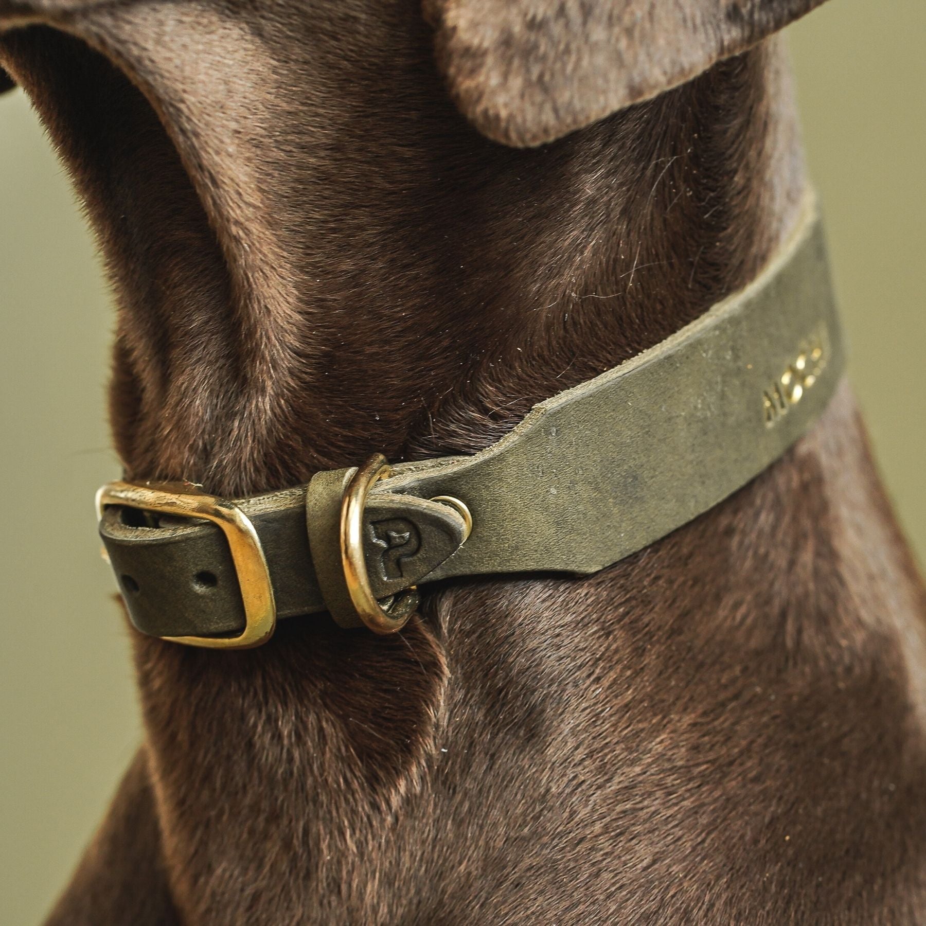 Set | Lederhalsband & Leine in Olive