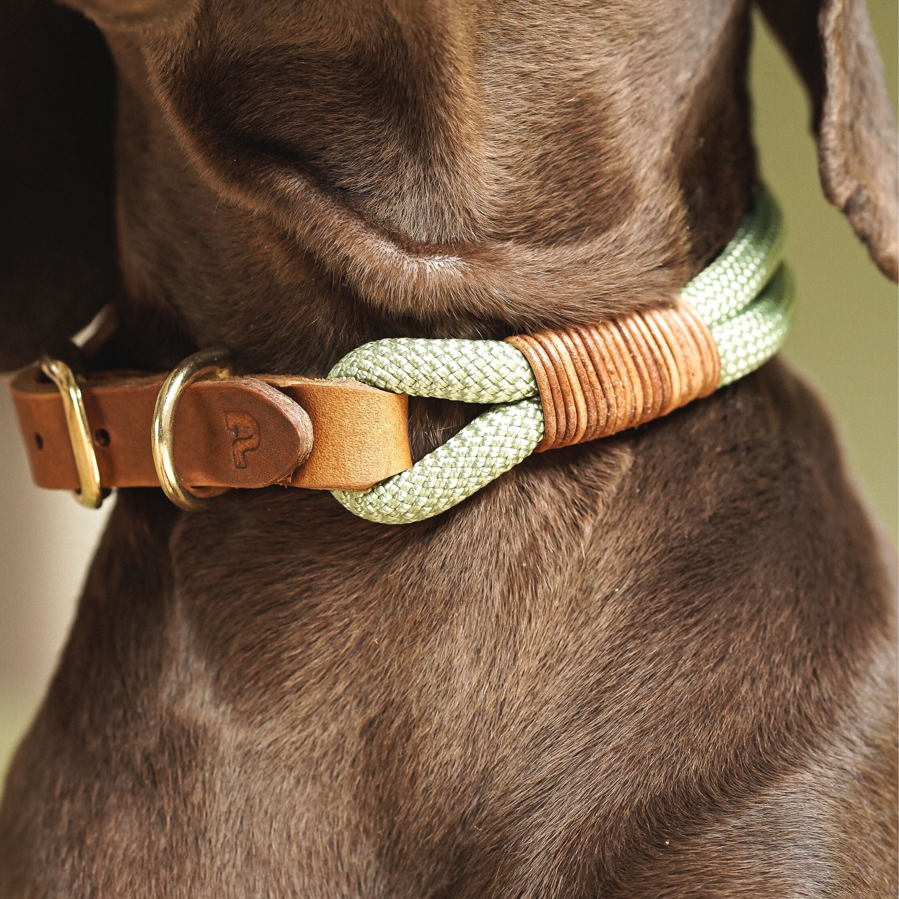 Set | Halsband & Leine 'Cleo'