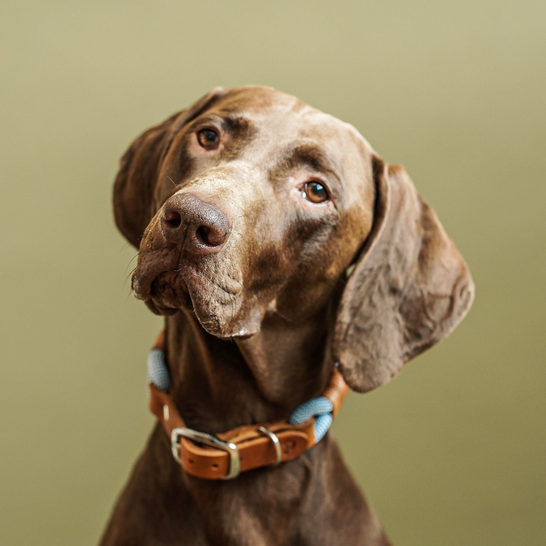 Tauhalsband 'Pazifik'