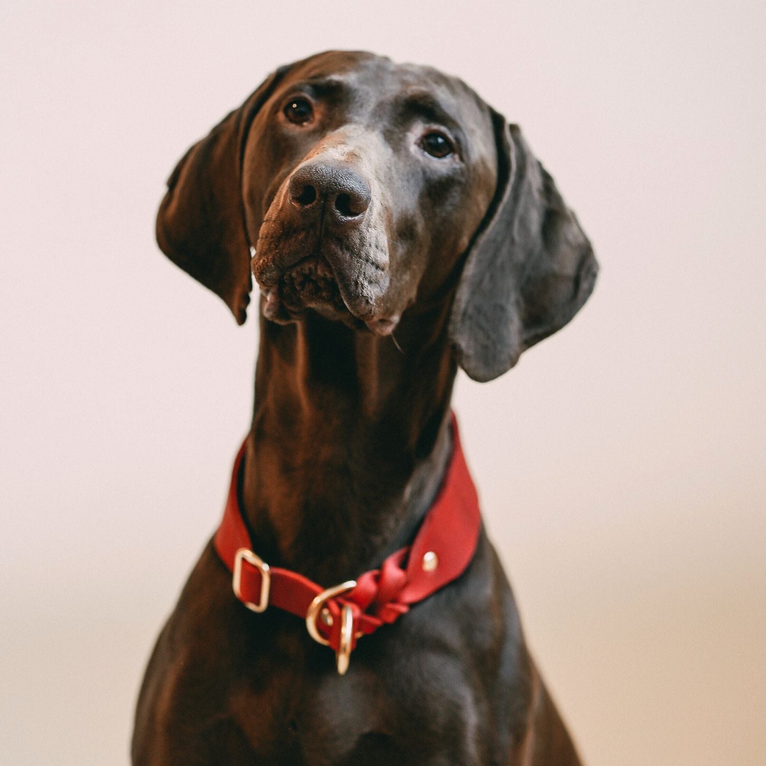 Zugstopp-Halsband aus Fettleder 'Chili'