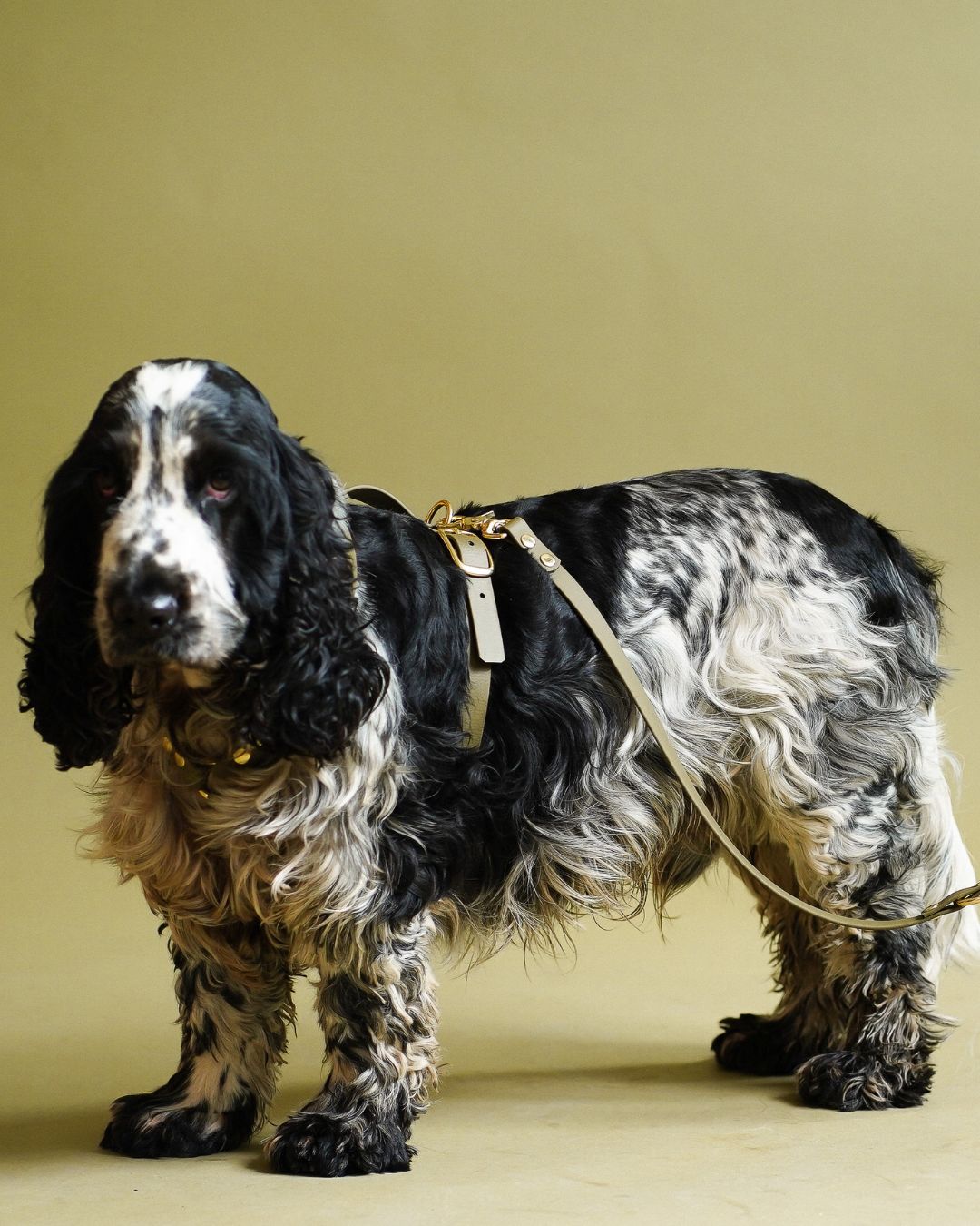 Hundegeschirr aus Biothane 'Mika' | Khaki