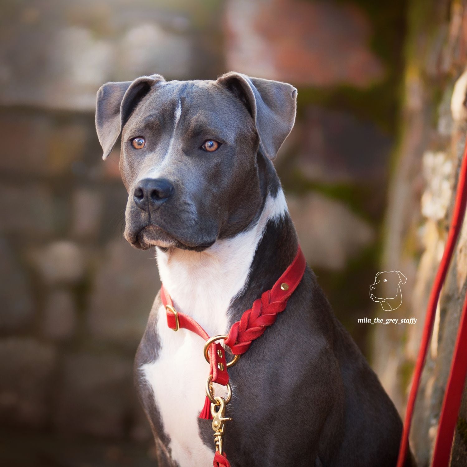 Zugstopp-Halsband aus Fettleder 'Chili'