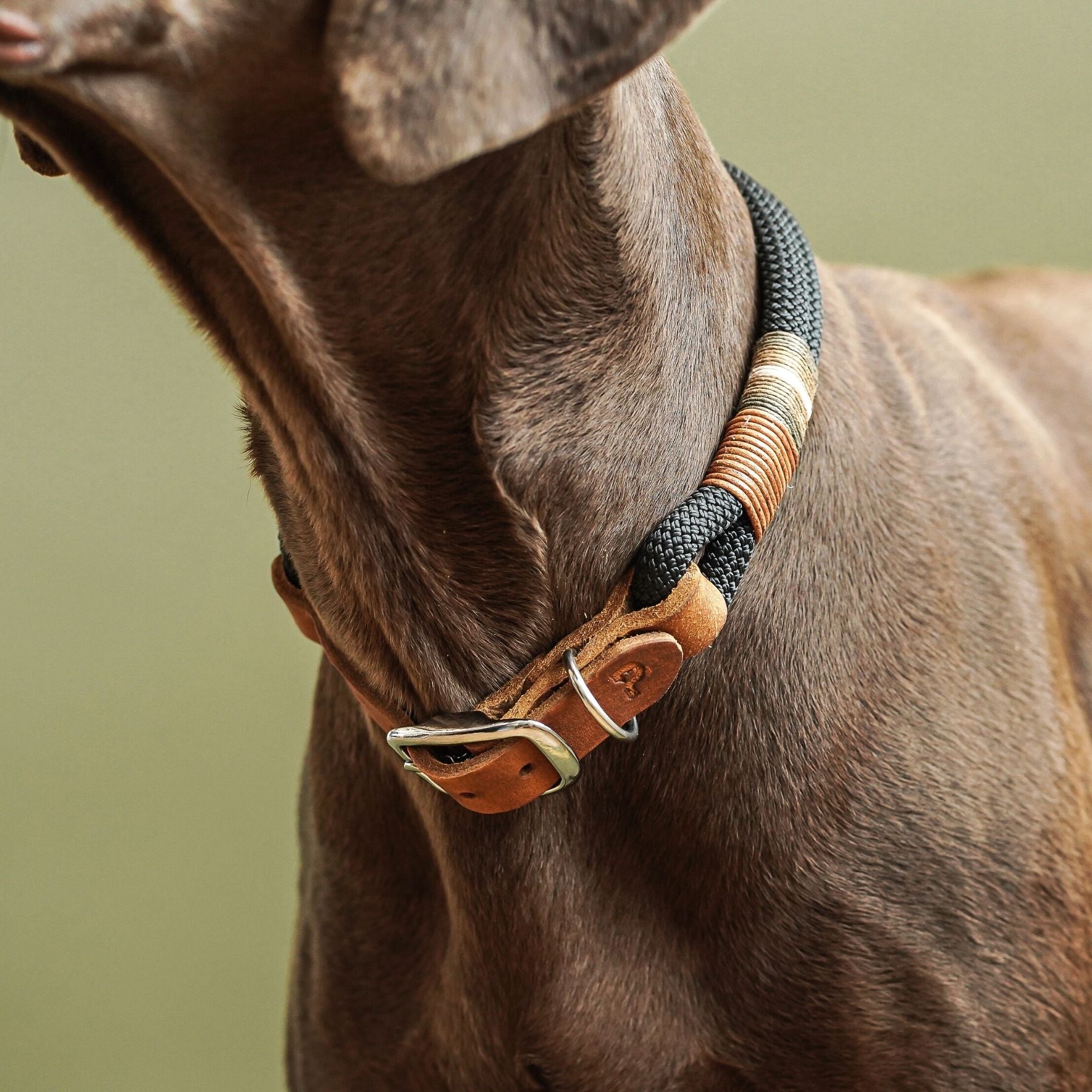 Tauhalsband 'Berlin'