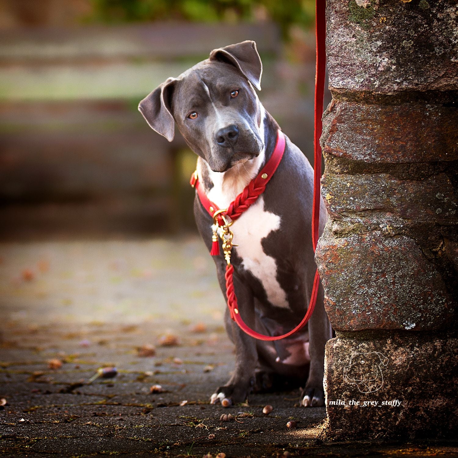 Zugstopp-Halsband aus Fettleder 'Chili'