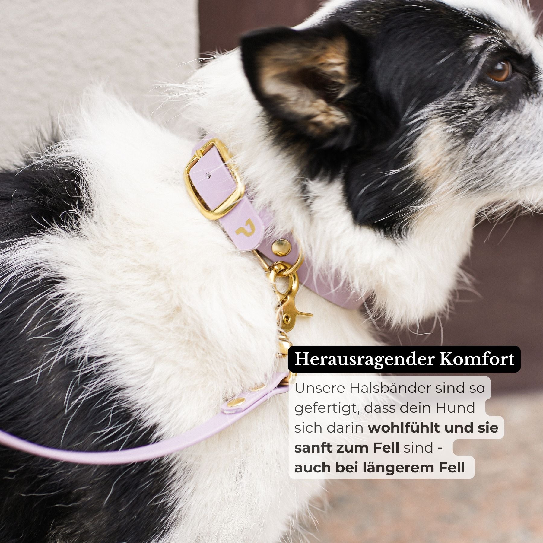 Set | Halsband & Leine aus Biothane® 'Lavendel'
