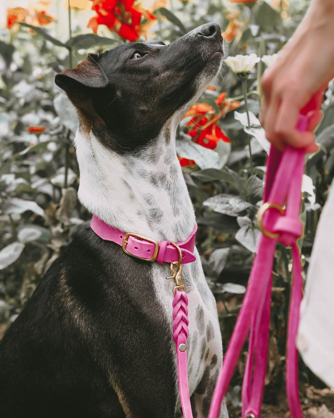 Set | Lederhalsband & Leine in Bubblegum