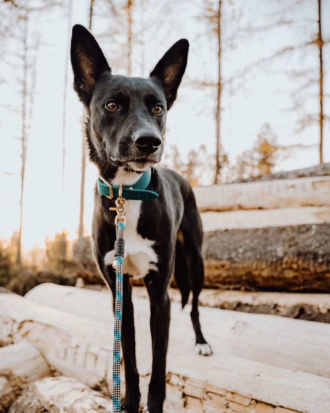 Set | Lederhalsband & Leine in Aqua