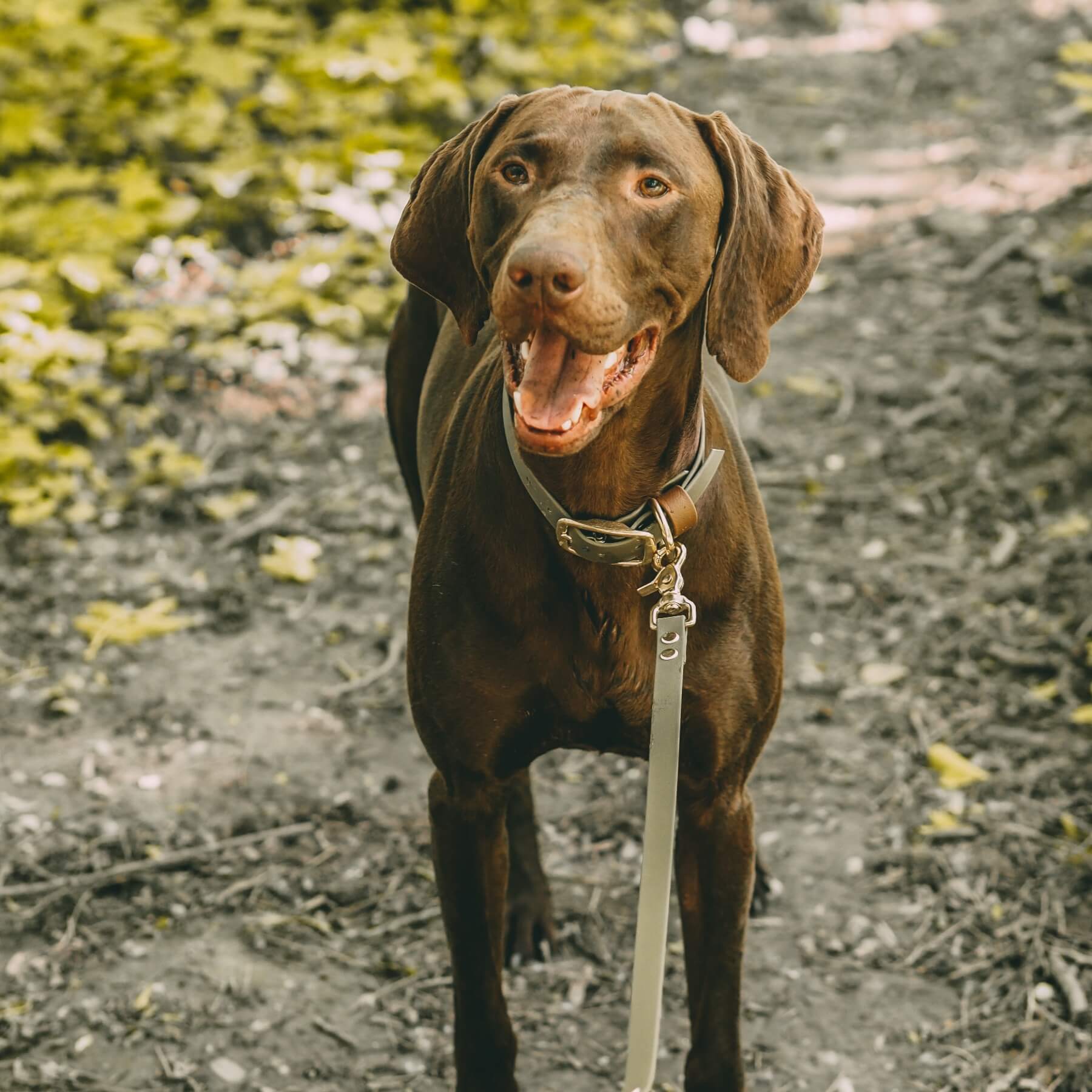 Diese Biothane-Leine ist vegan, wasserfest und sehr robust. Durch das praktische Material ist die Hundeleine pflegeleicht und schick. Diese Leine ist in vielen Farben bei PAWSOME Hundezubehör erhältlich.