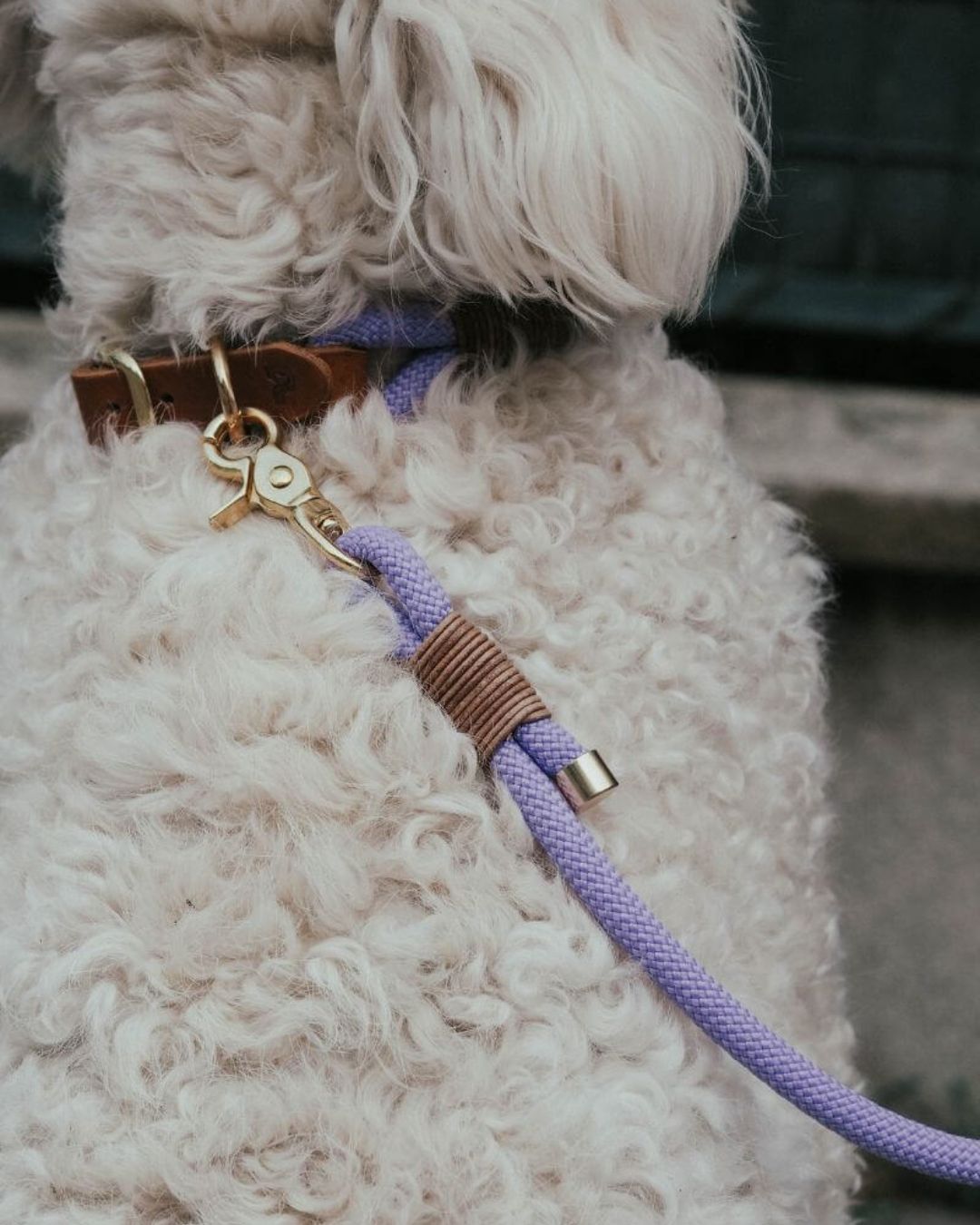 Set | Halsband & Leine 'Lavendel'