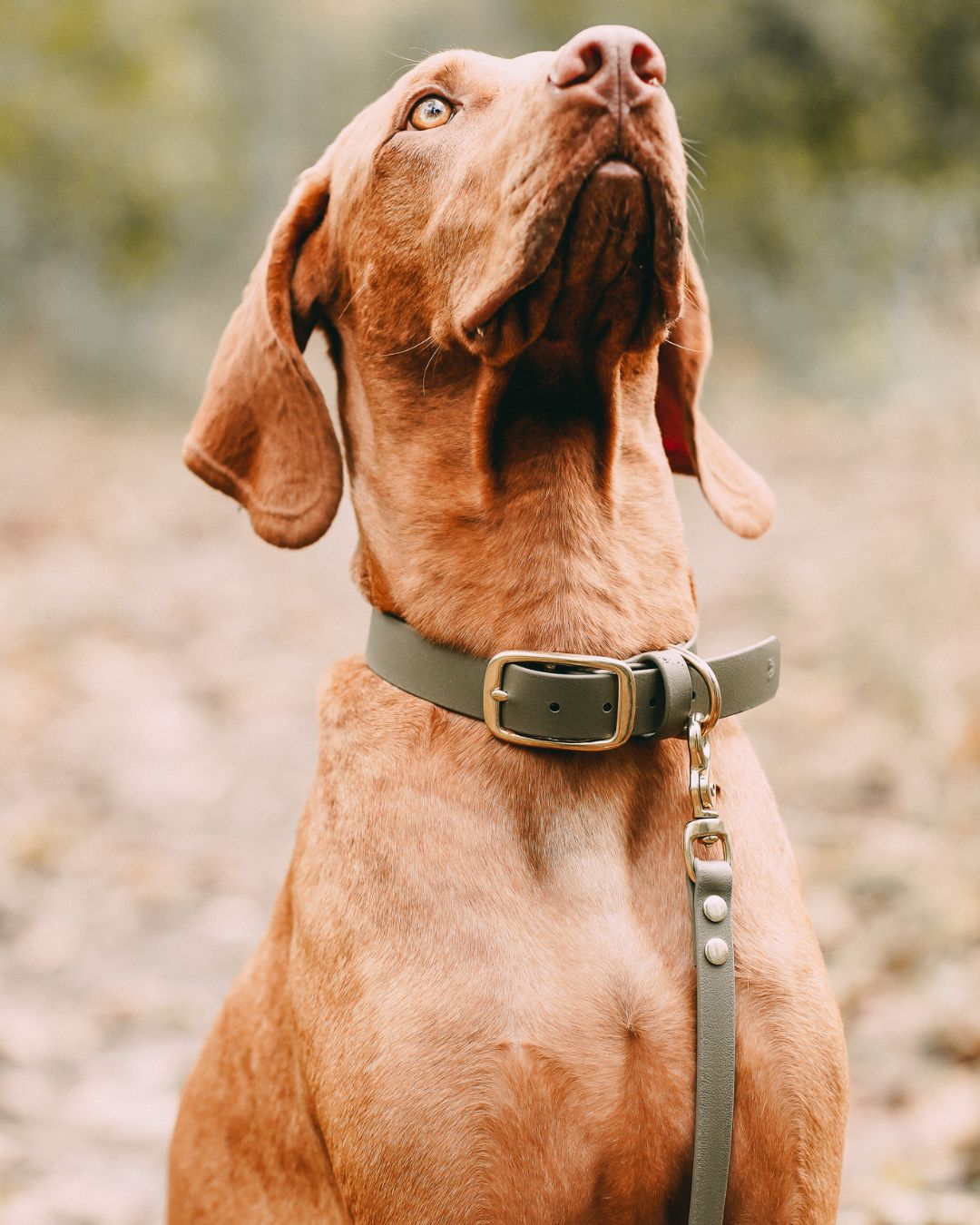 Set | Halsband & Leine aus Biothane® 'Khaki'