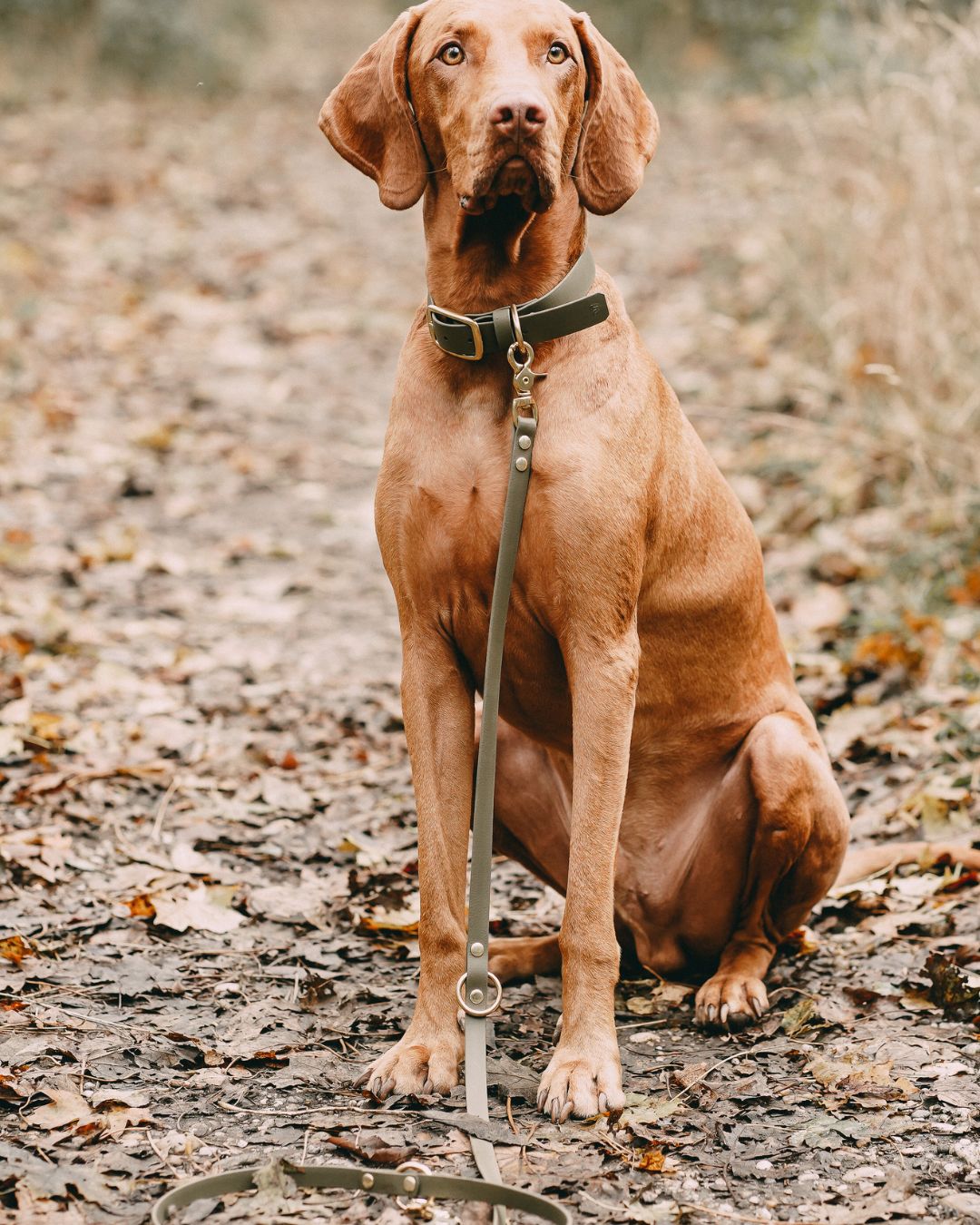 Set | Halsband & Leine aus Biothane® 'Khaki'