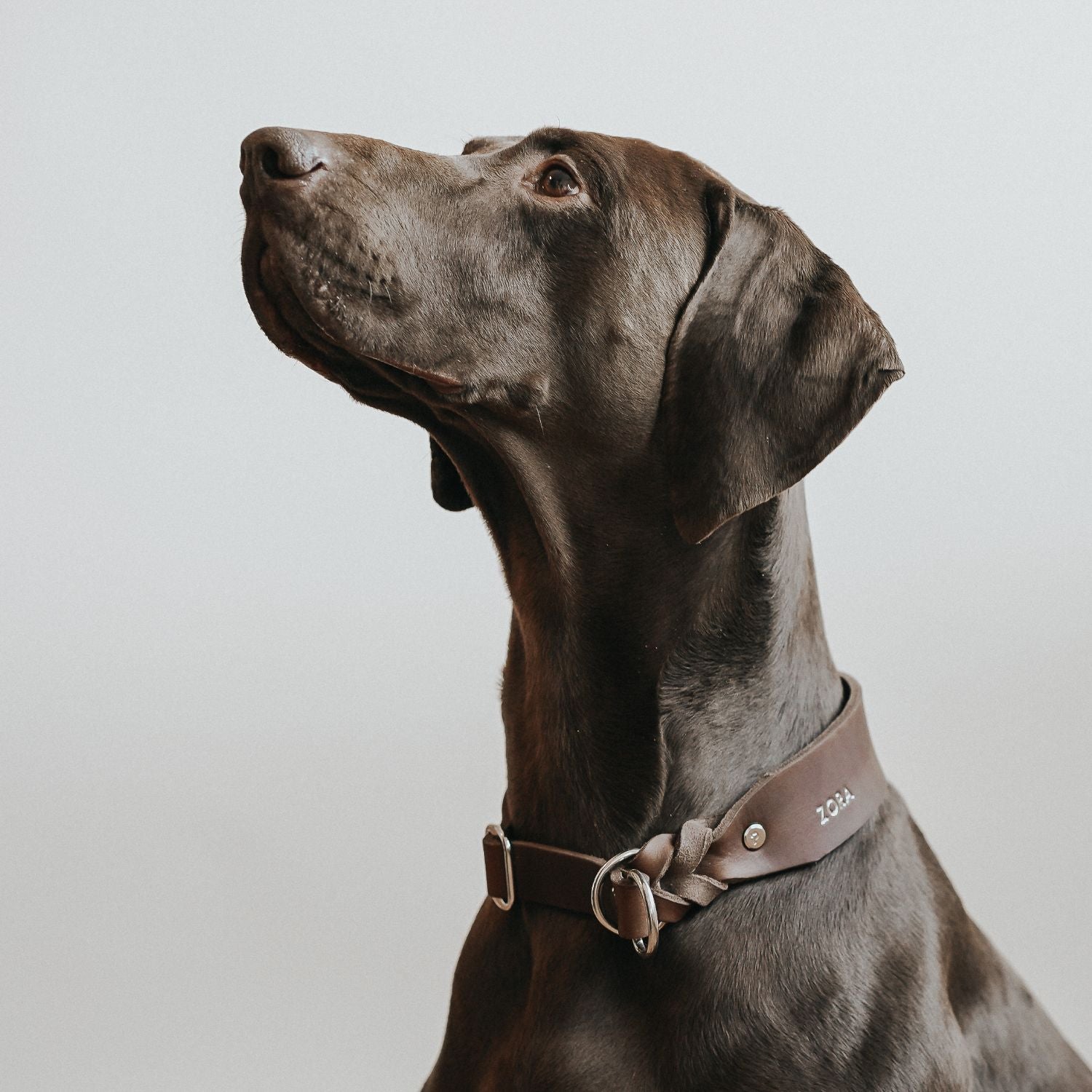 Zugstopp-Halsband aus Fettleder 'Kastanie'