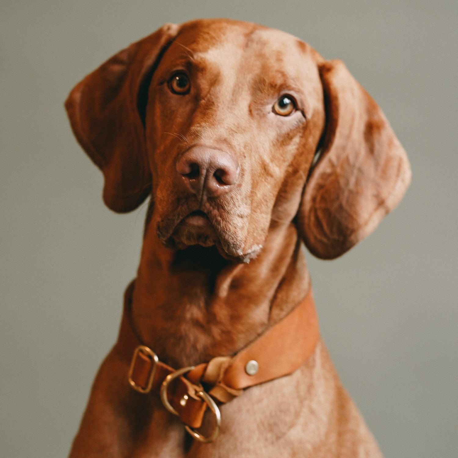 Zugstopp-Halsband aus Fettleder 'Cognac'