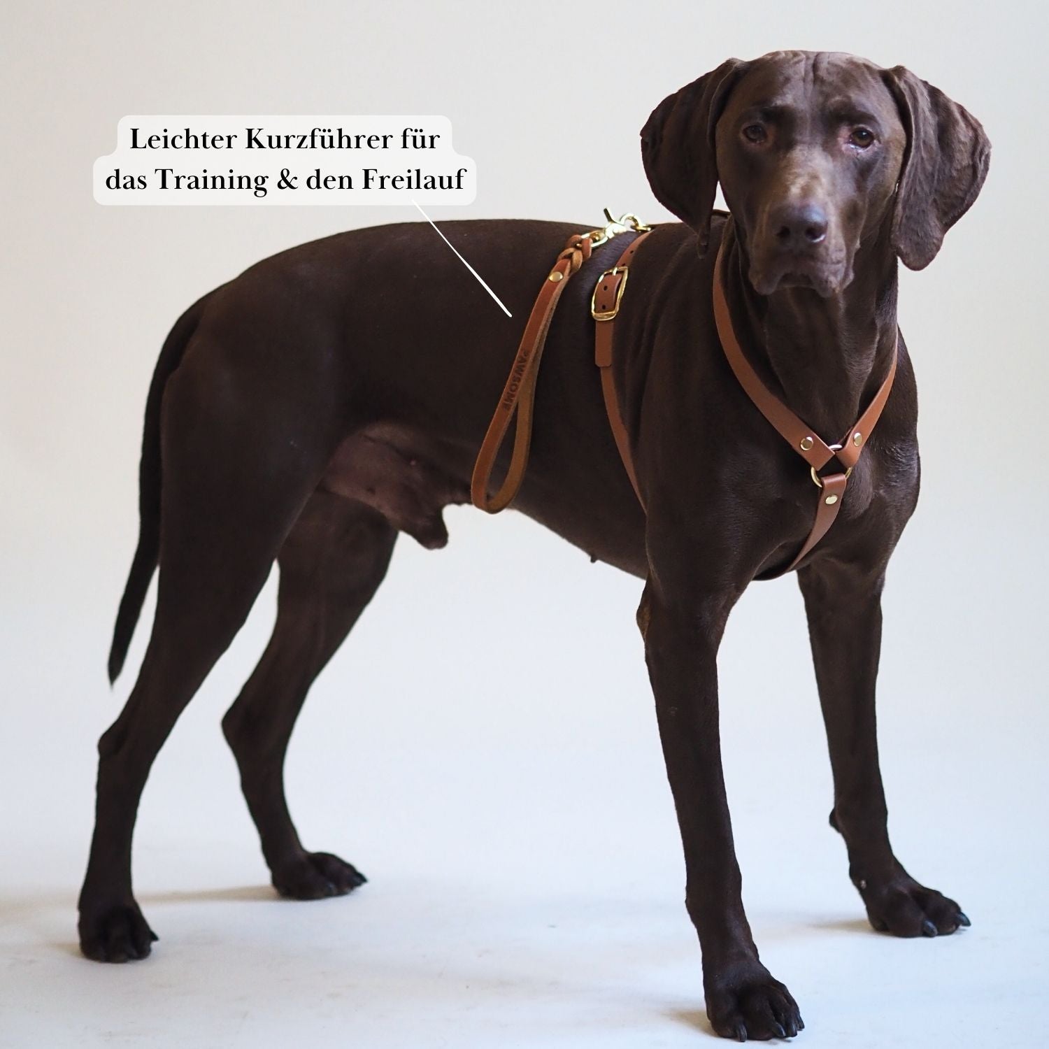 Kurzführer/Hausleine aus Leder