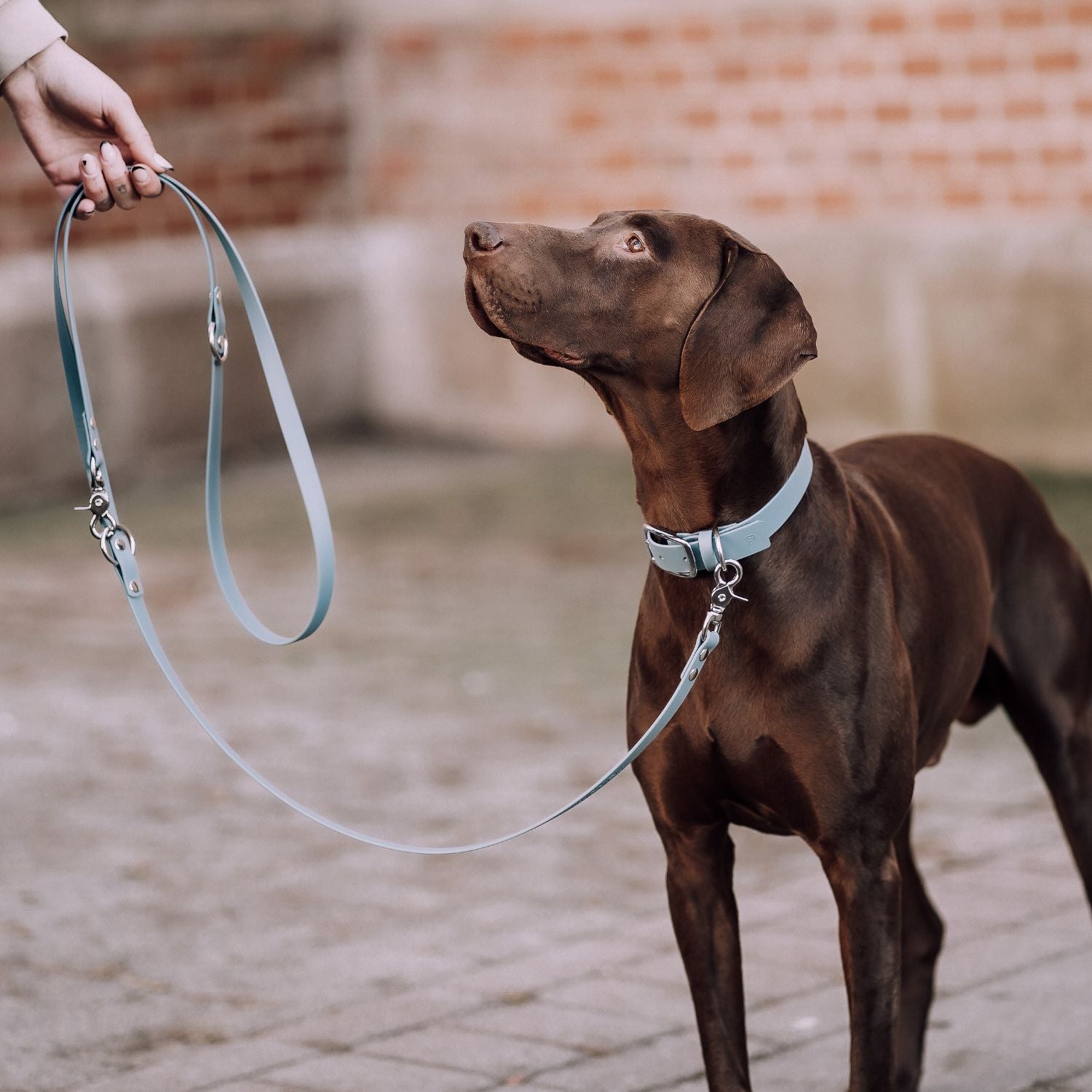 Set | Halsband & Leine aus Biothane® 'Dusty Blue'