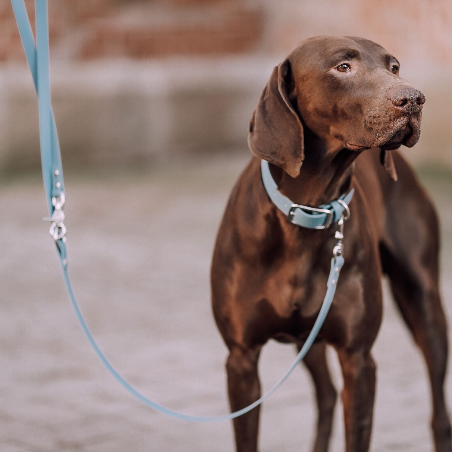 Set | Halsband & Leine aus Biothane® 'Dusty Blue'