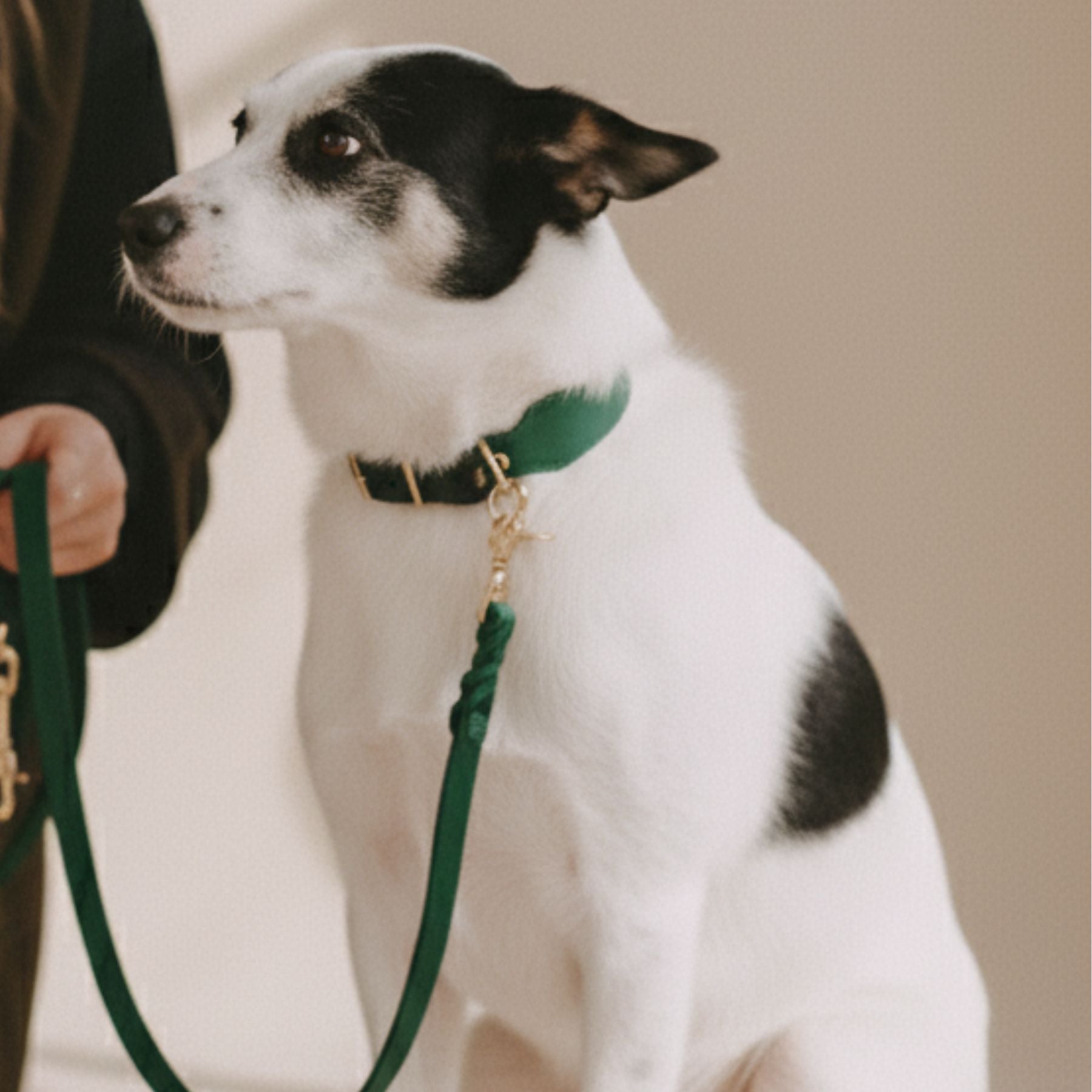 Lederleine 'Bjarki' in Petrol