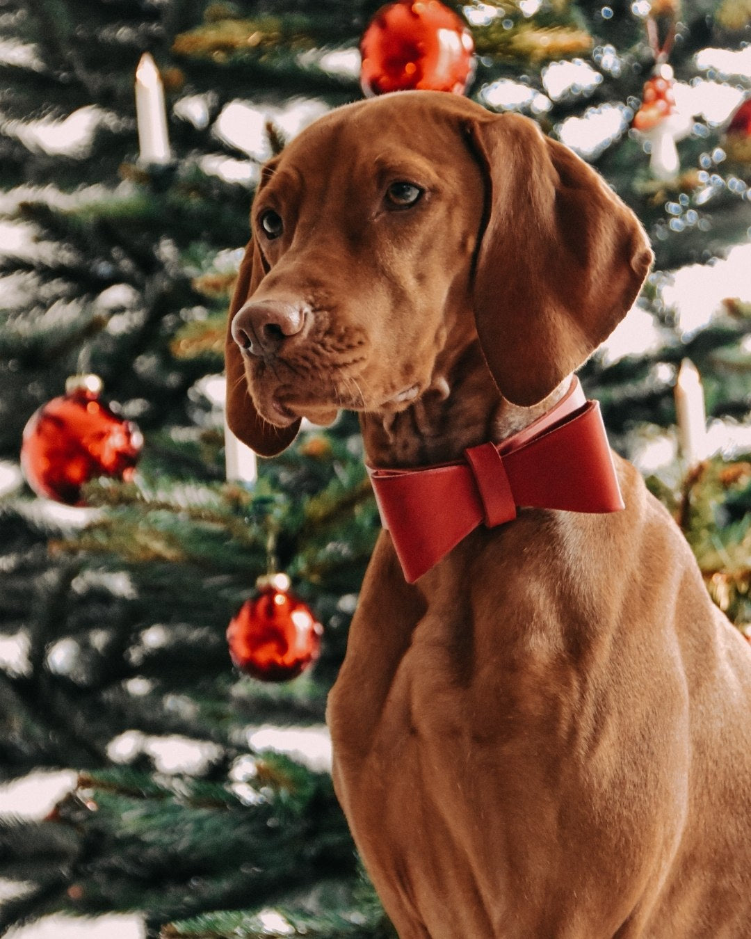 Fliege aus Leder für Halsbänder
