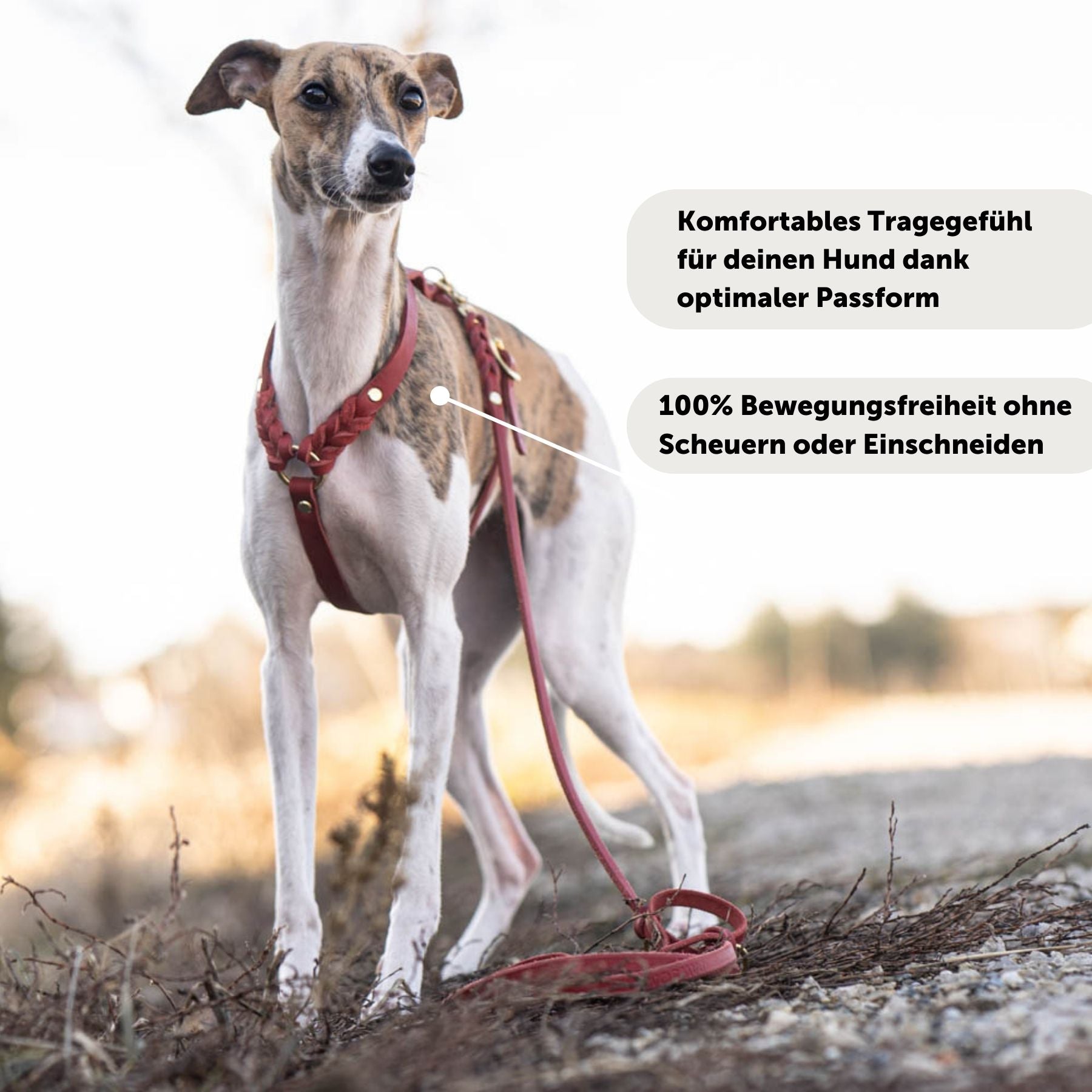 Hundegeschirr 'Bjarki' in Chili