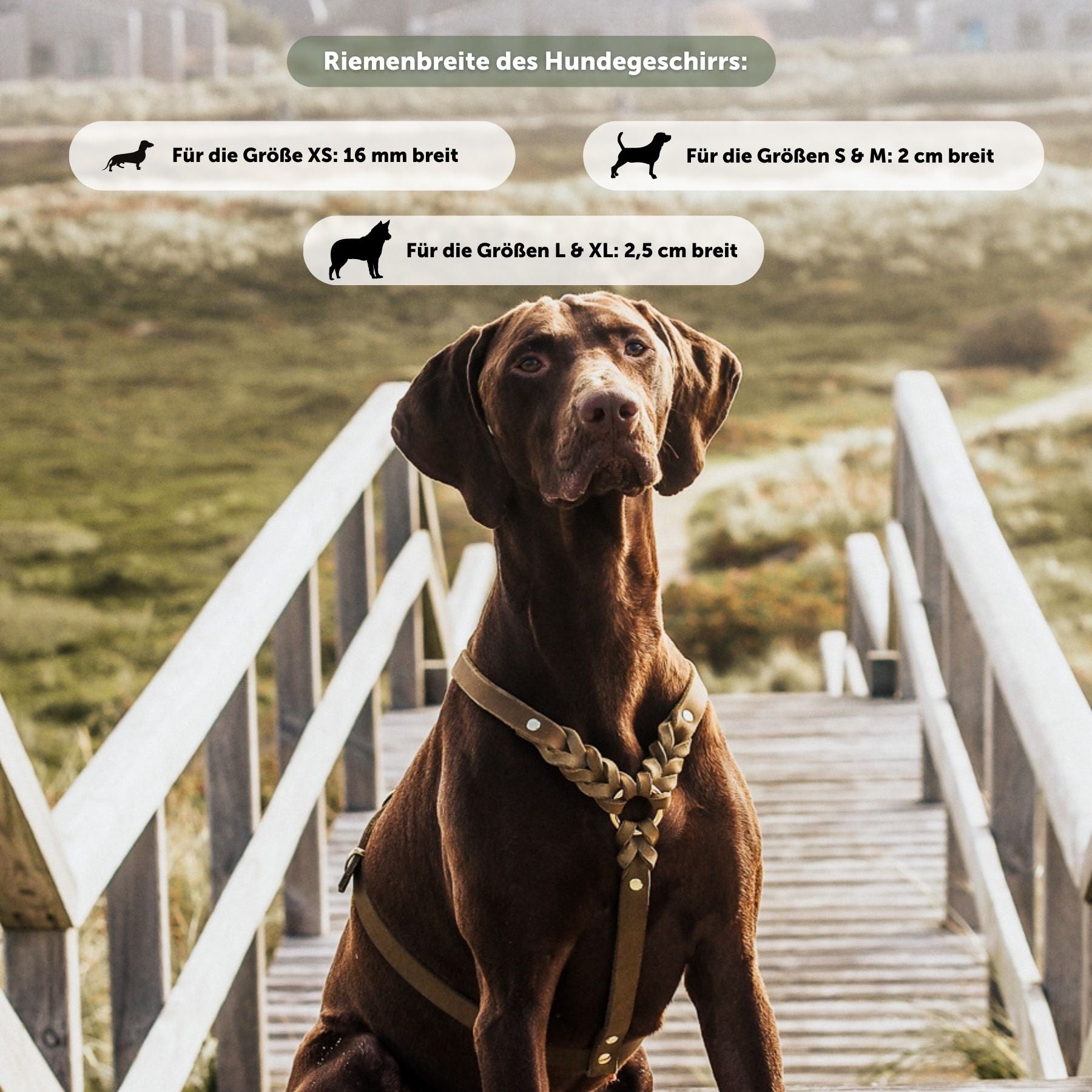 Hundegeschirr 'Bjarki' in Chili