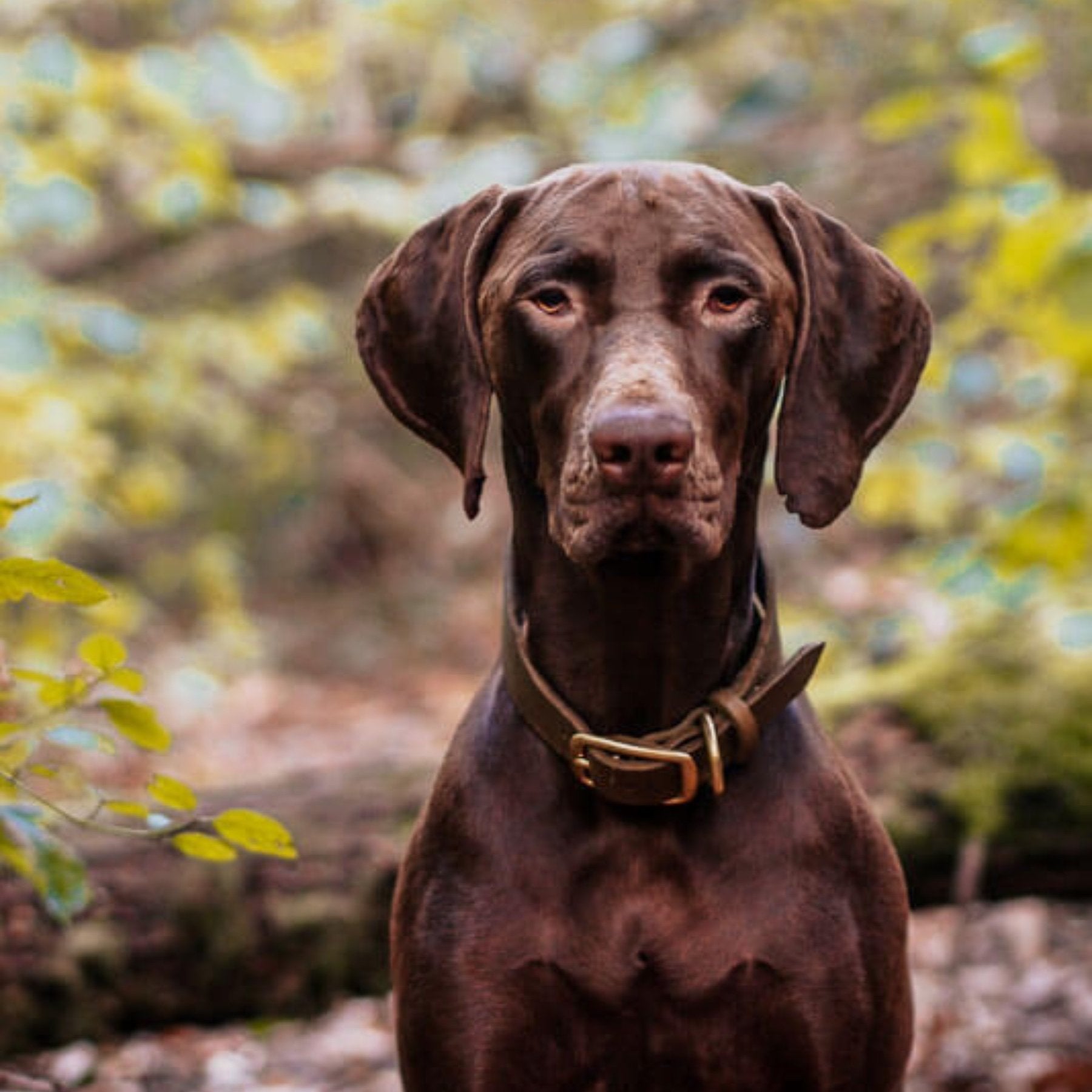 Set | Lederhalsband & Leine in Olive