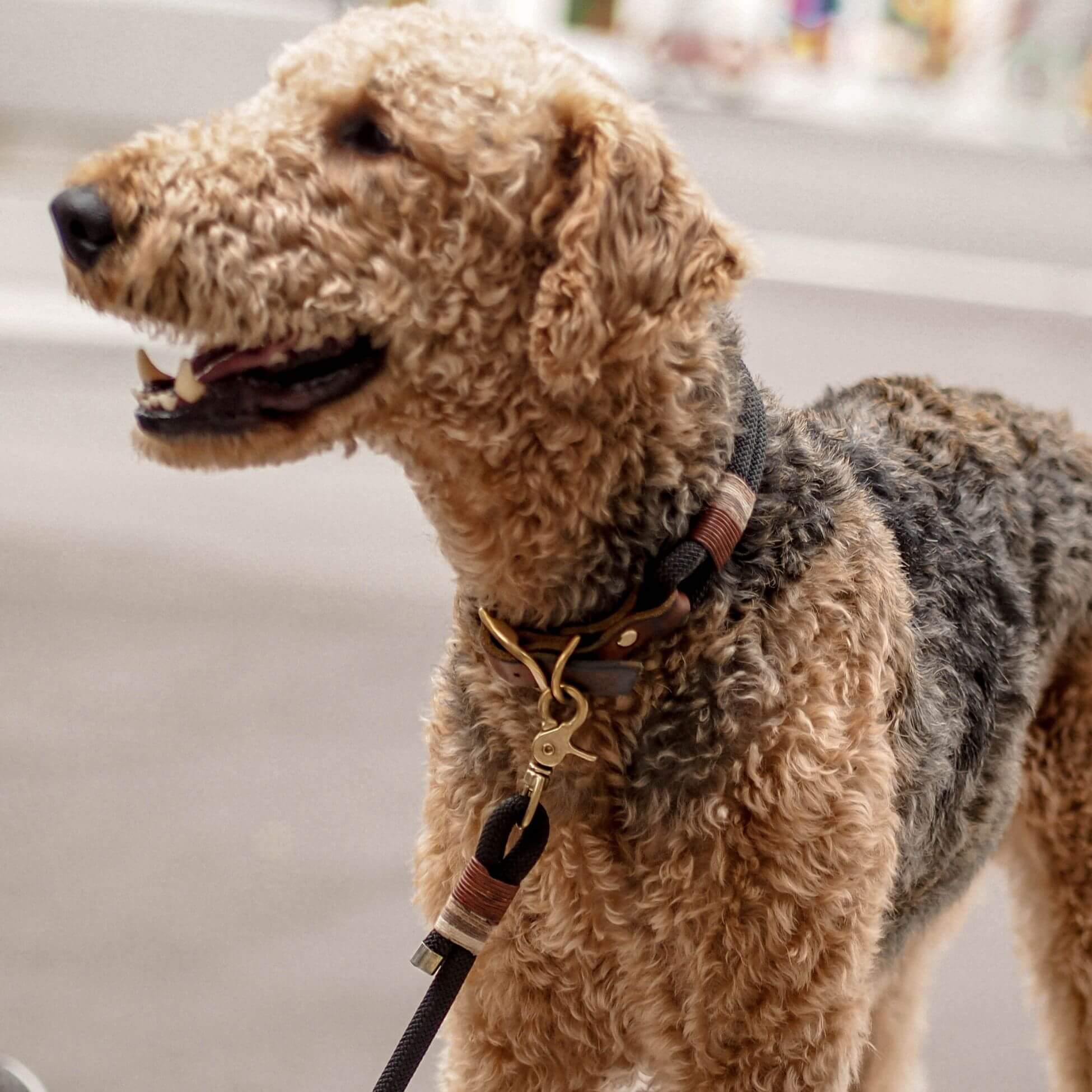 Tauhalsband 'Berlin'