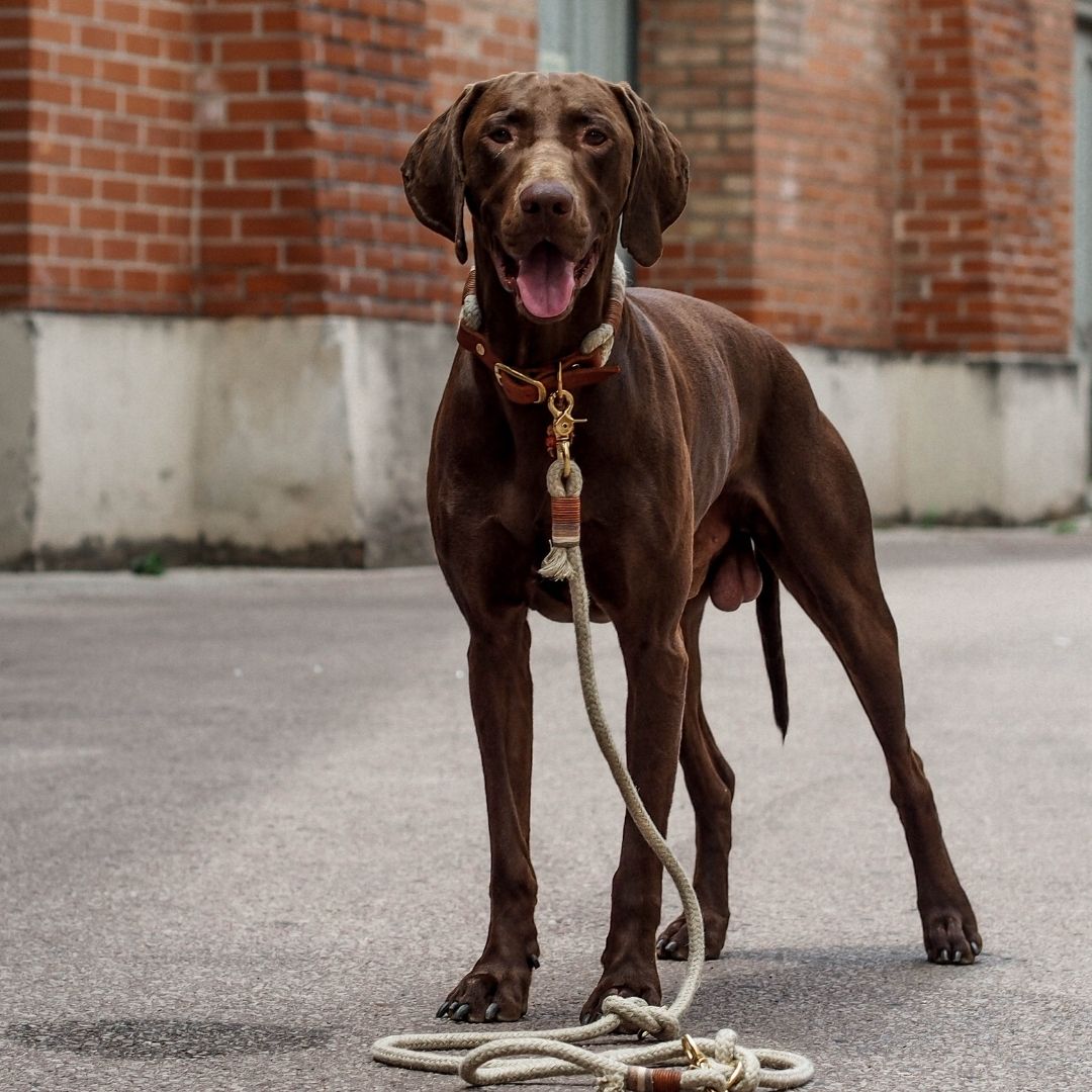 Handgefertigte Hundeleine aus nachhaltigen Materialien mit größter Sorgfalt und Genauigkeit in Wien gefertigt. Kräftig und stabil durch hochwertige und qualitätsvolle Materialien. Hundeleine aus Tau mit weicher Lederhandschlaufe von Pawsome.