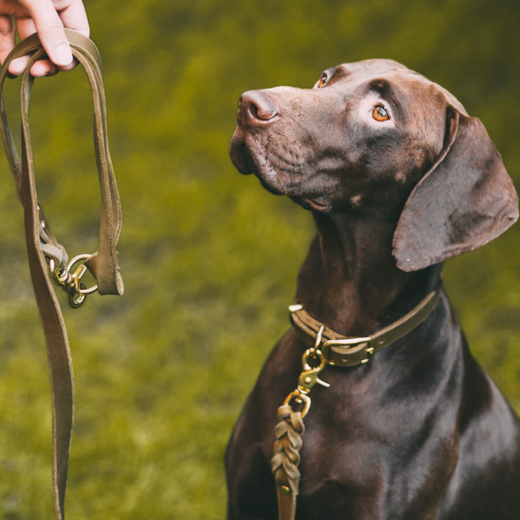 Schmales Lederhalsband in Olive