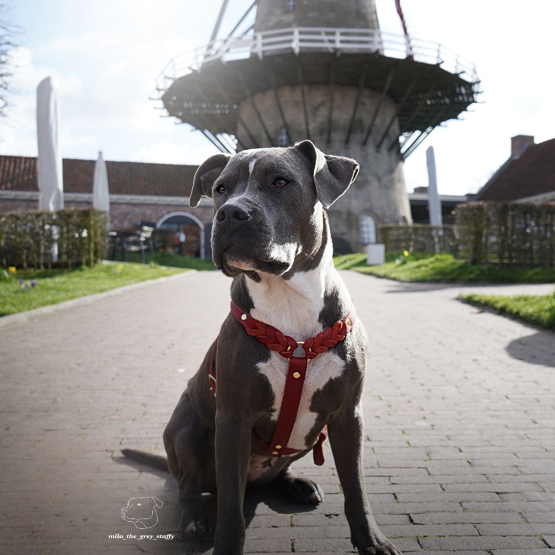 Hundegeschirr 'Bjarki' in Chili