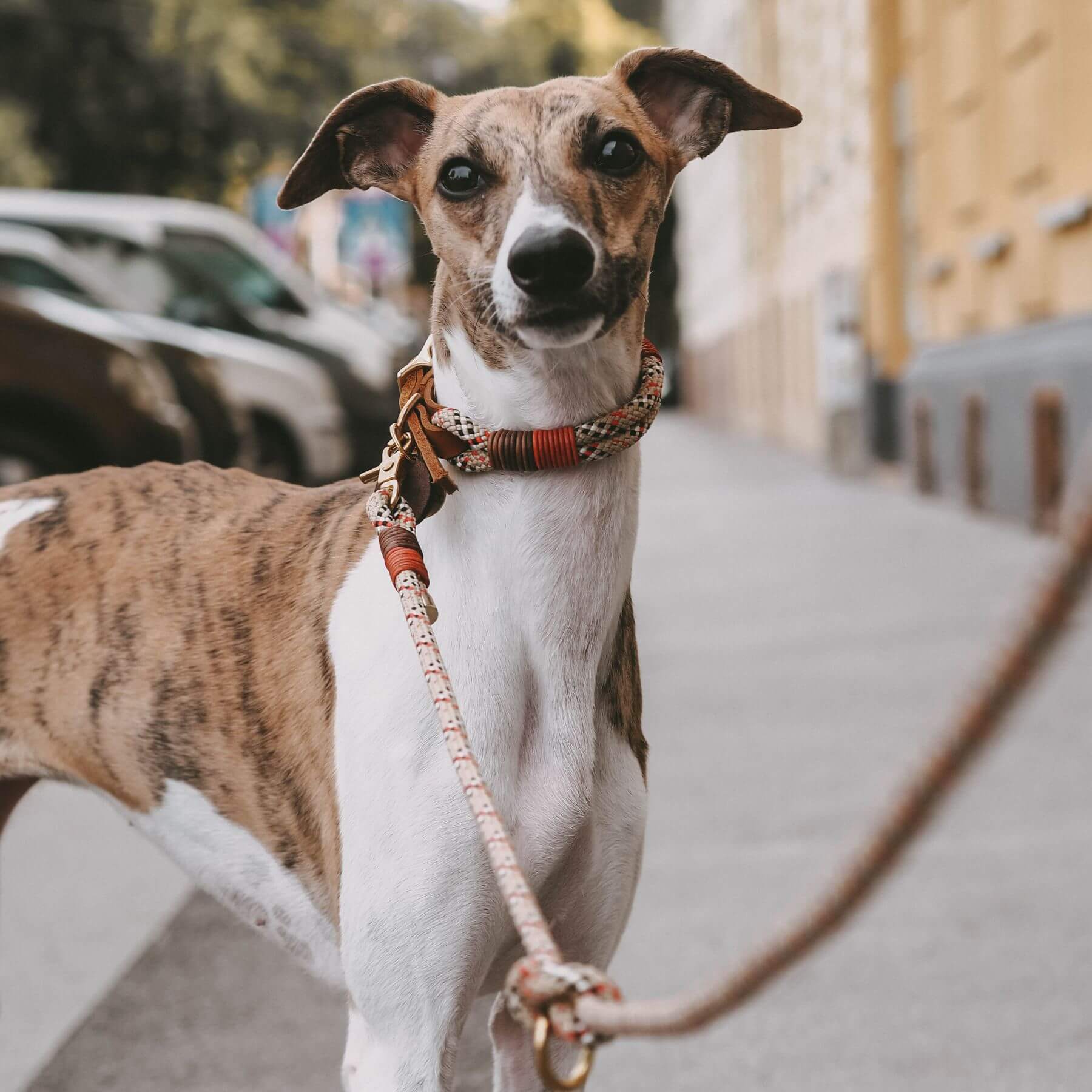 Unser Hundehalsband für kleine Hunde mit passender Leine aus Tauseil ist auf diesem Bild zu sehen. Wir haben diese Kombination speziell für kleinere Hunderassen entwickelt. Es wir bei PAWSOME mit der Hand gefertigt und ist äußerst robust und langlebig.
