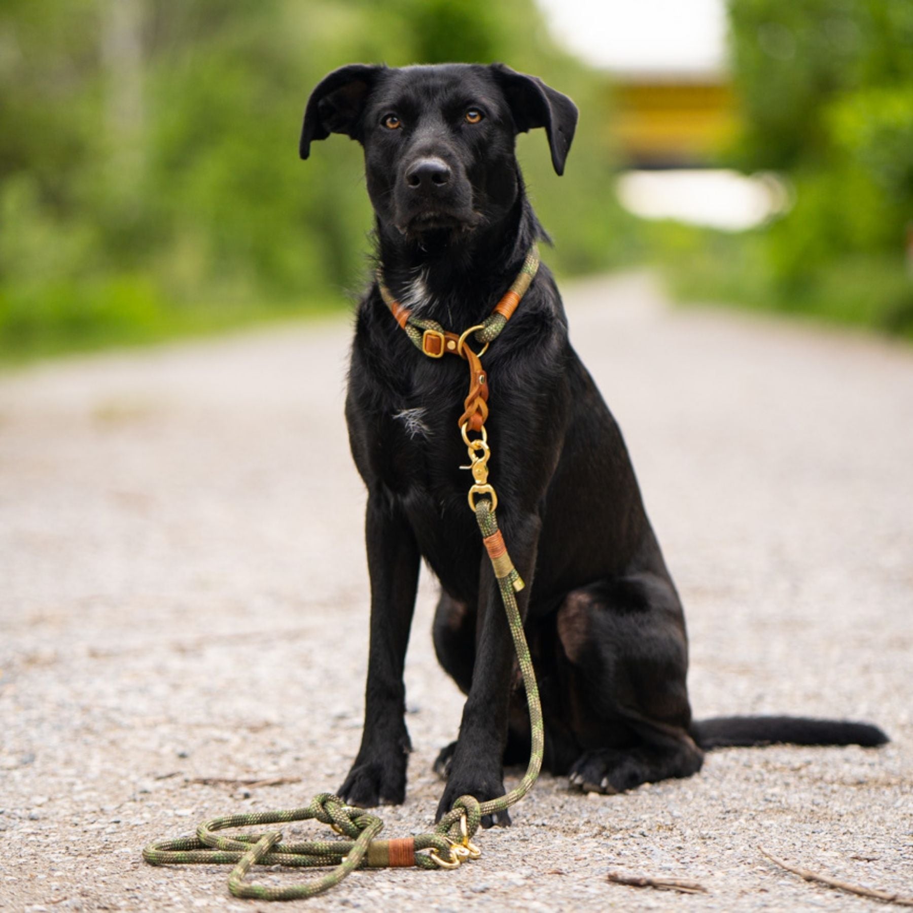 Stelle dein Traumset aus einem Zugstopp-Halsband und einer Wunschleine selbst zusammen. Du kannst ein verstellbares Hundehalsband und eine Leine aus Kletterseil selbst zusammenstellen und dir die Farben aussuchen.